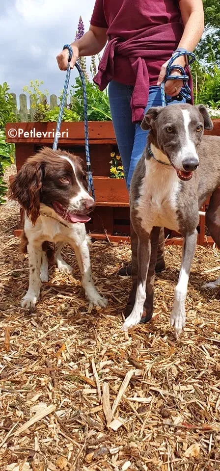 blyton adozione levrieri greyhound 12