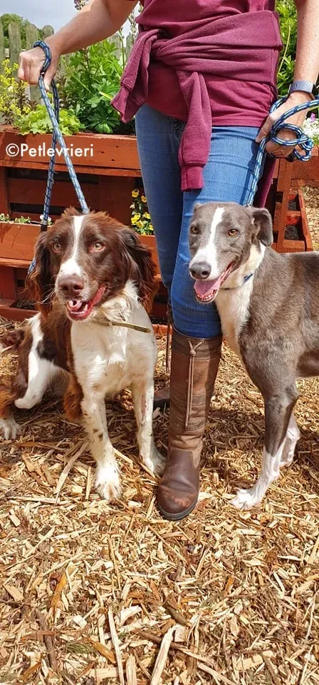blyton adozione levrieri greyhound 13