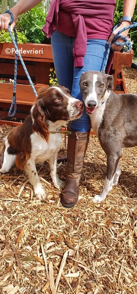 blyton adozione levrieri greyhound 14