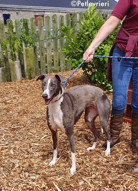 blyton adozione levrieri greyhound 15