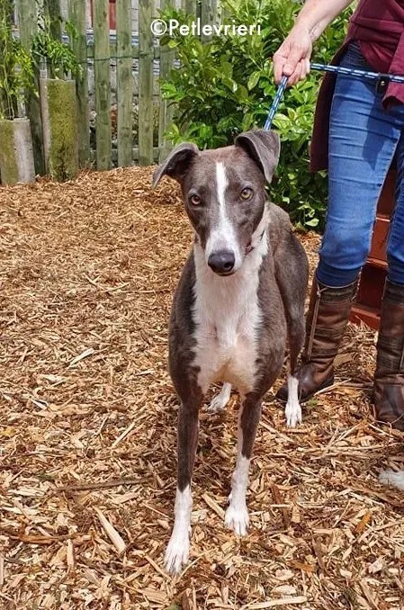 blyton adozione levrieri greyhound 16
