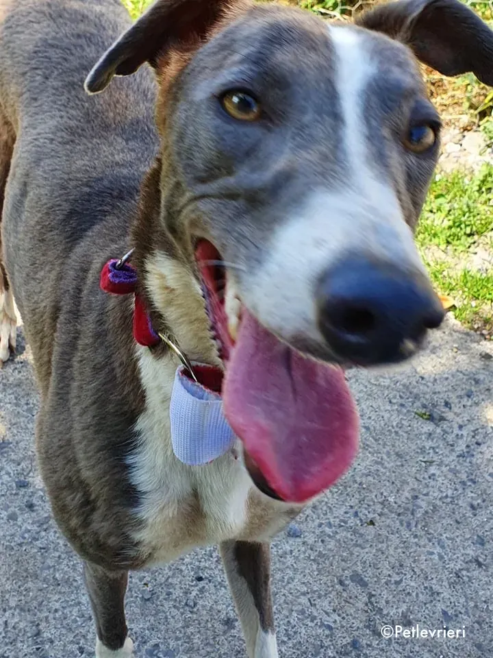 blyton adozione levrieri greyhound 2