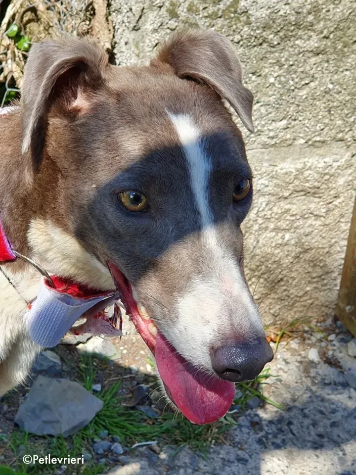 blyton adozione levrieri greyhound 3