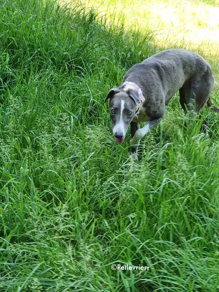 blyton adozione levrieri greyhound 4