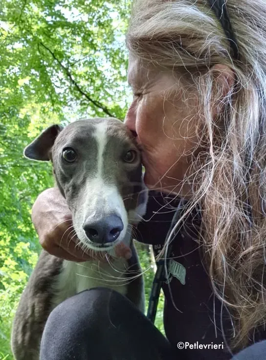 blyton adozione levrieri greyhound 5