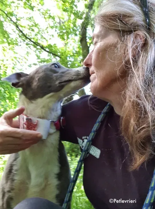 blyton adozione levrieri greyhound 6