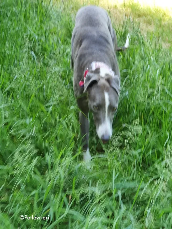 blyton adozione levrieri greyhound 7