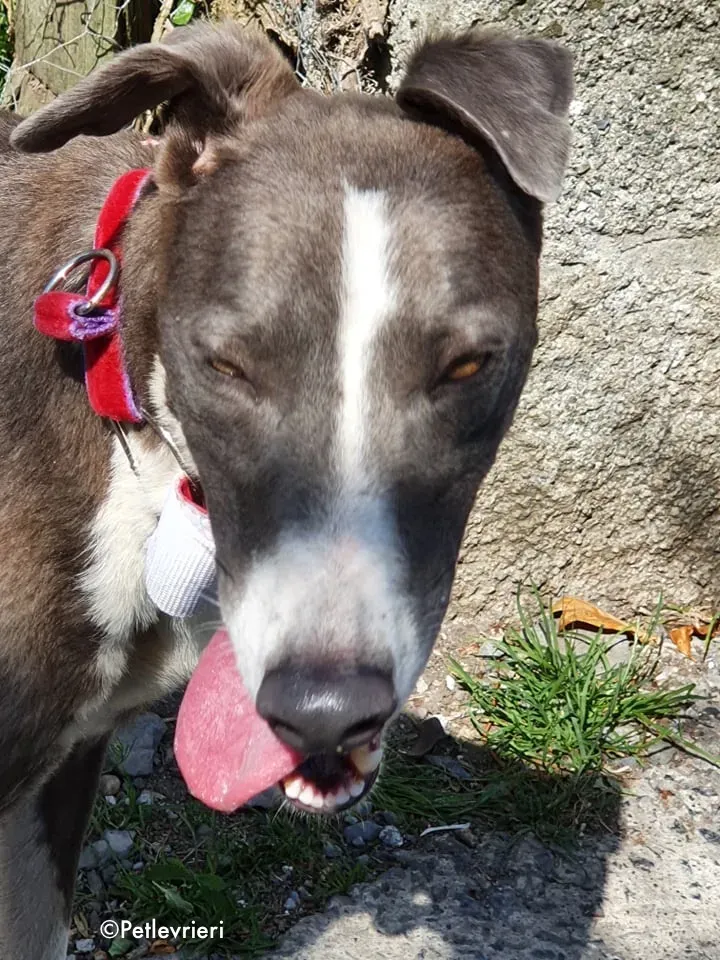 blyton adozione levrieri greyhound 8