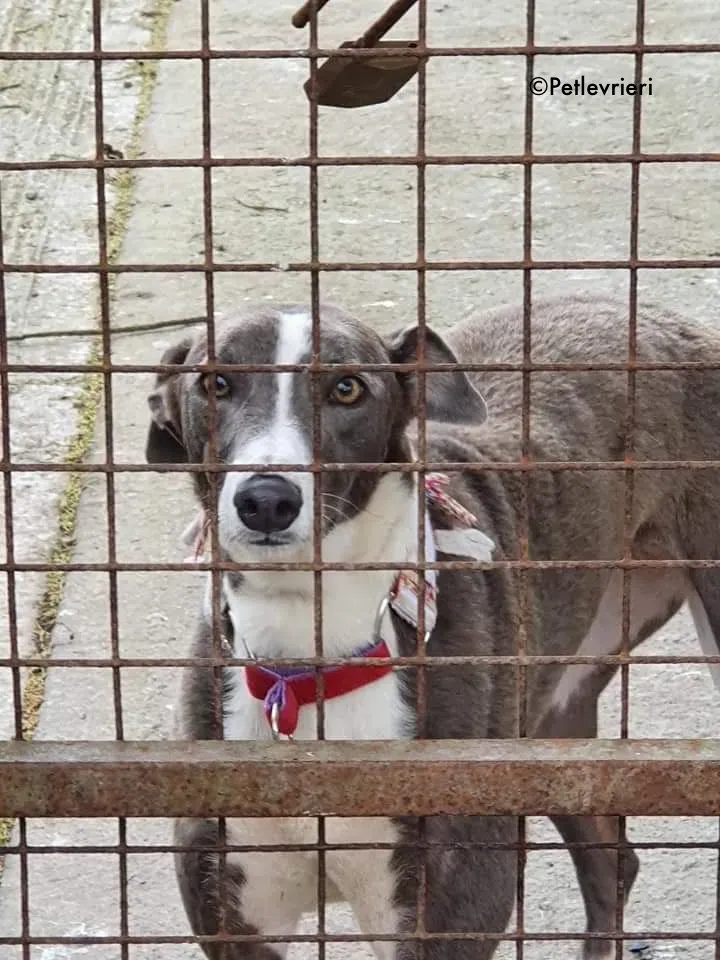 blyton adozione levrieri greyhound 9