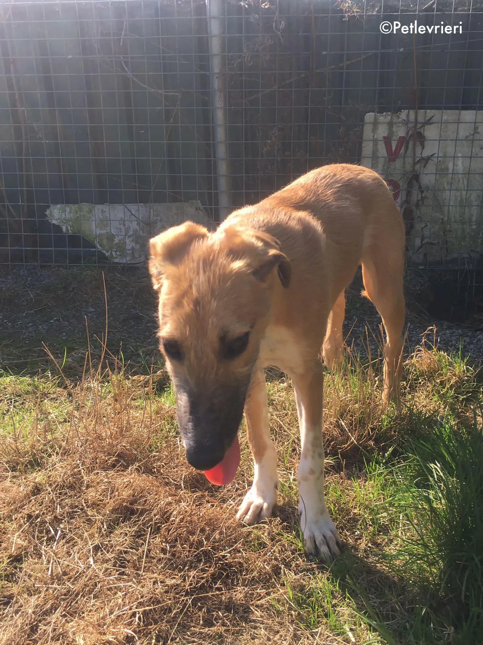 bob adozione levrieri greyhound lurcher 1