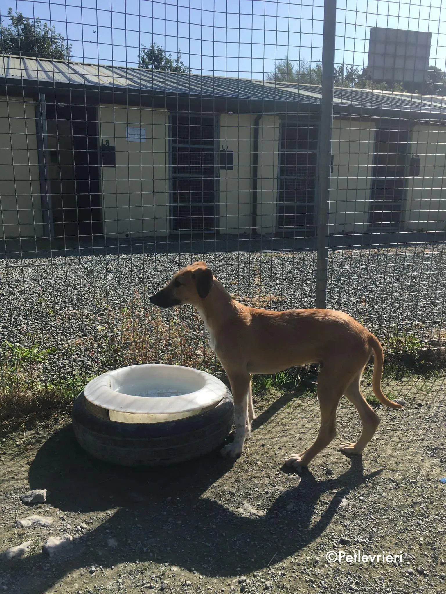 bob adozione levrieri greyhound lurcher 10