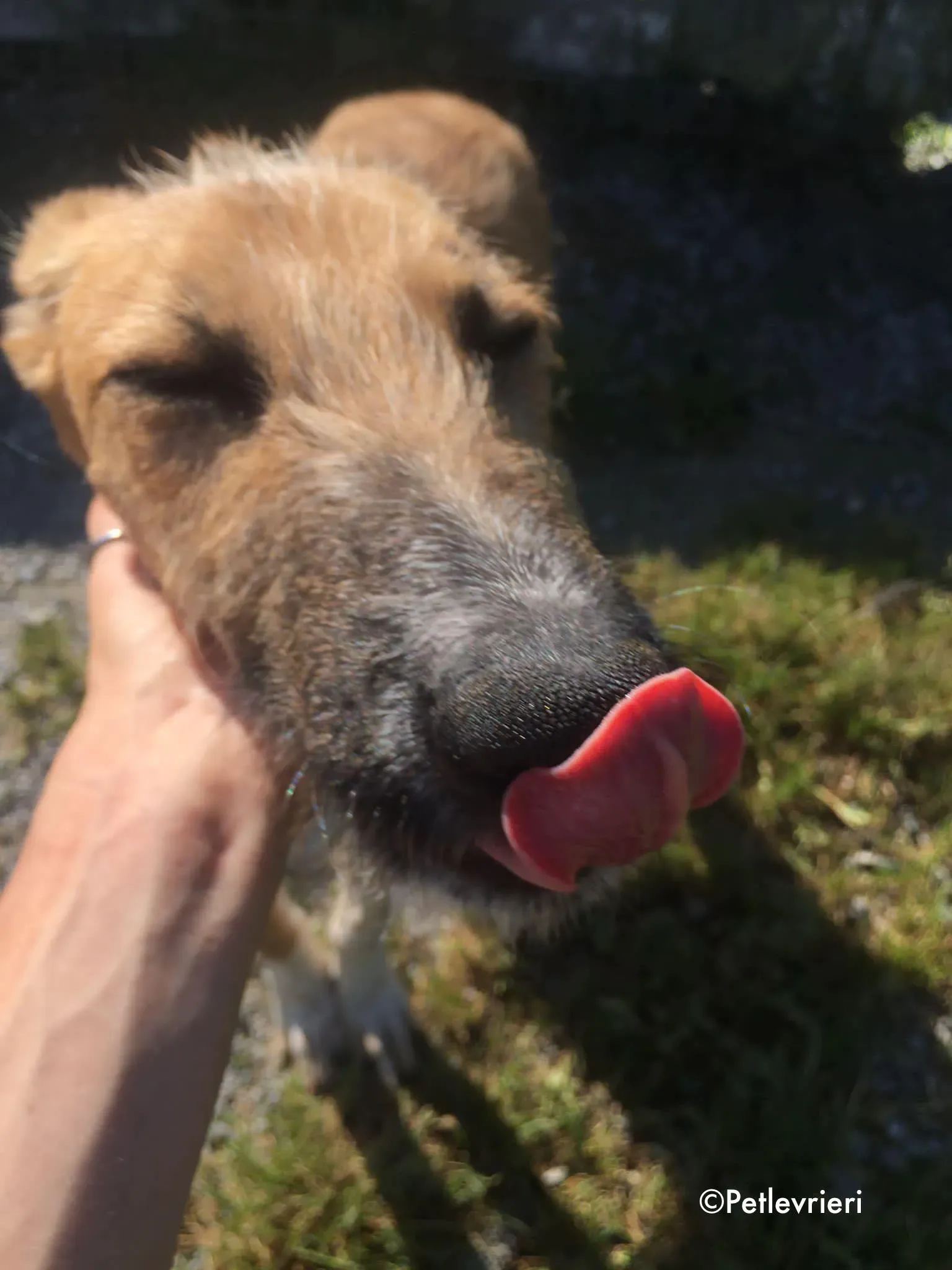 bob adozione levrieri greyhound lurcher 11