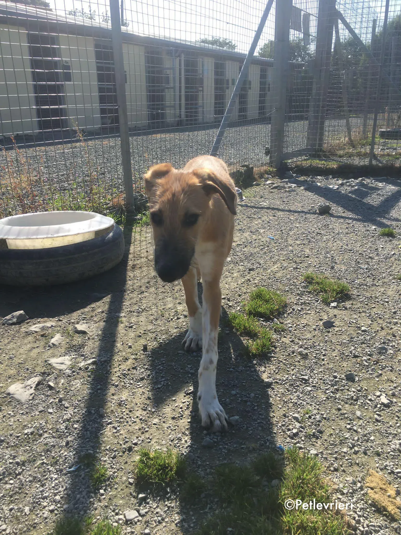 bob adozione levrieri greyhound lurcher 12