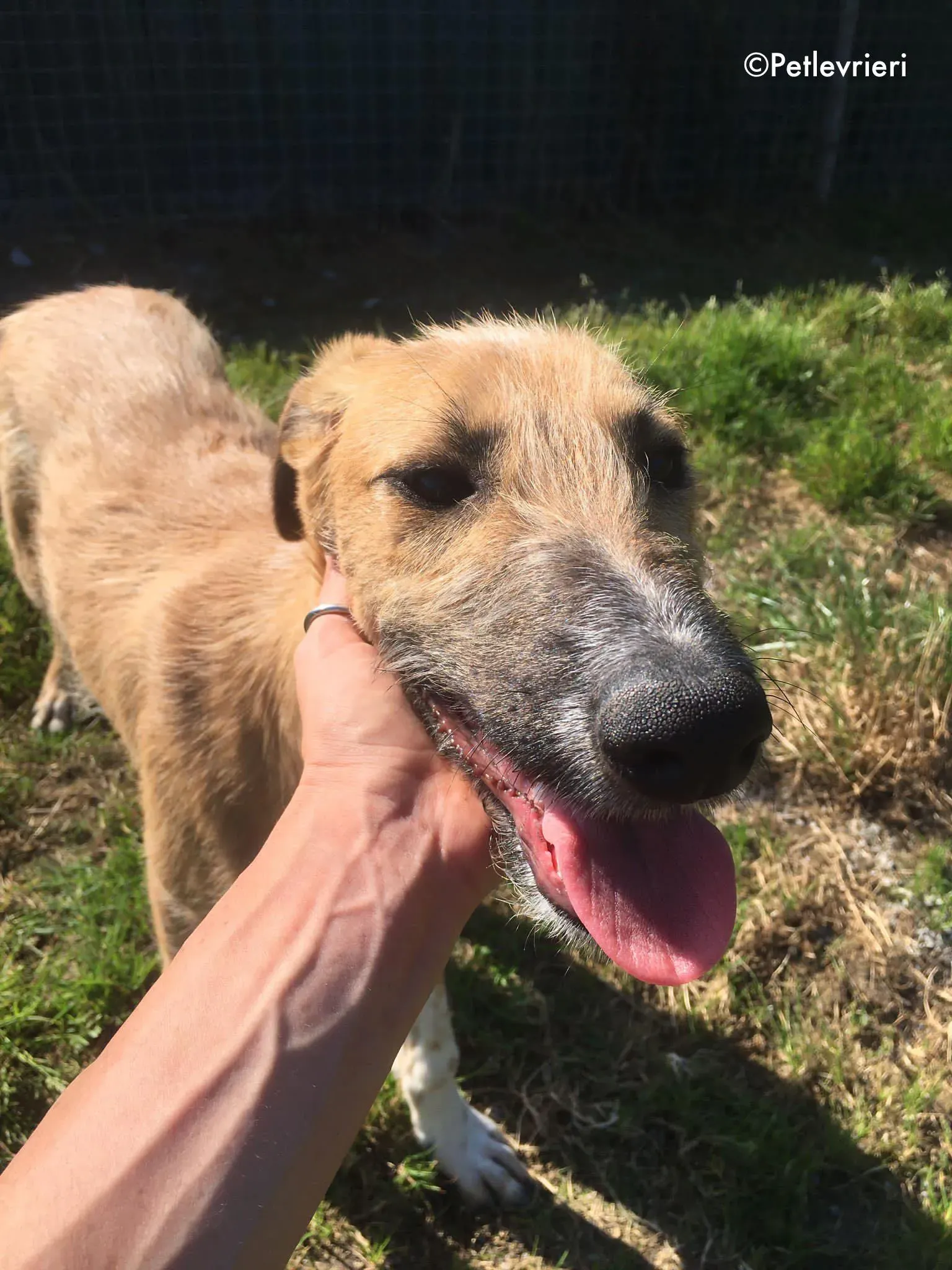 bob adozione levrieri greyhound lurcher 13