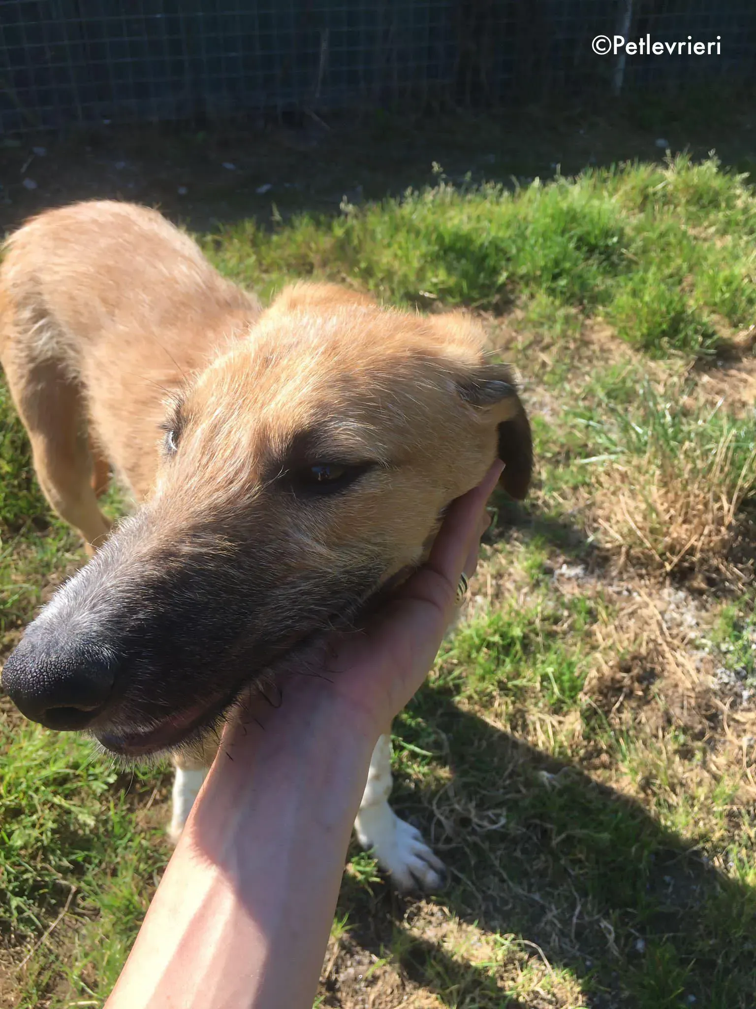 bob adozione levrieri greyhound lurcher 14