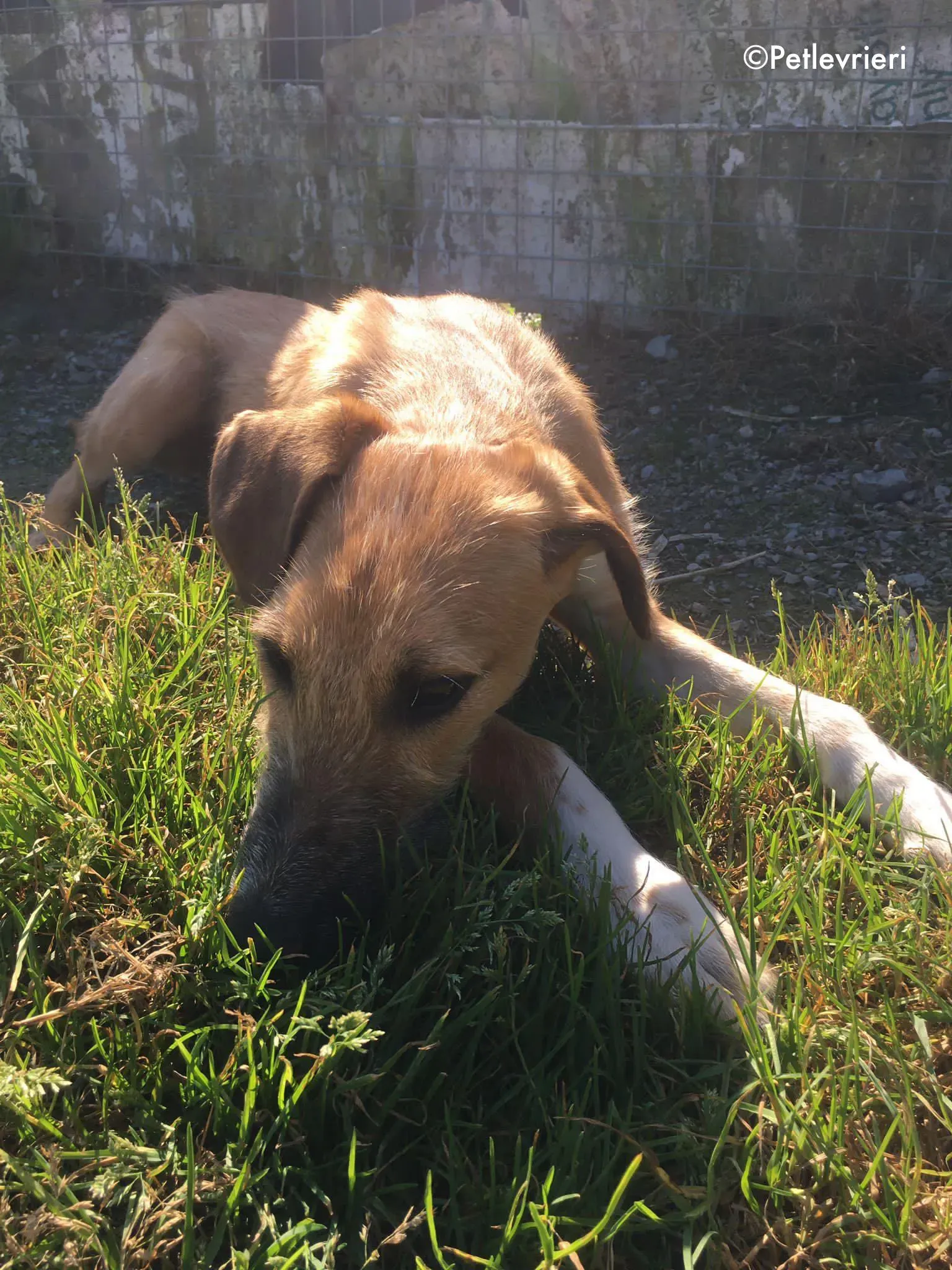 bob adozione levrieri greyhound lurcher 15