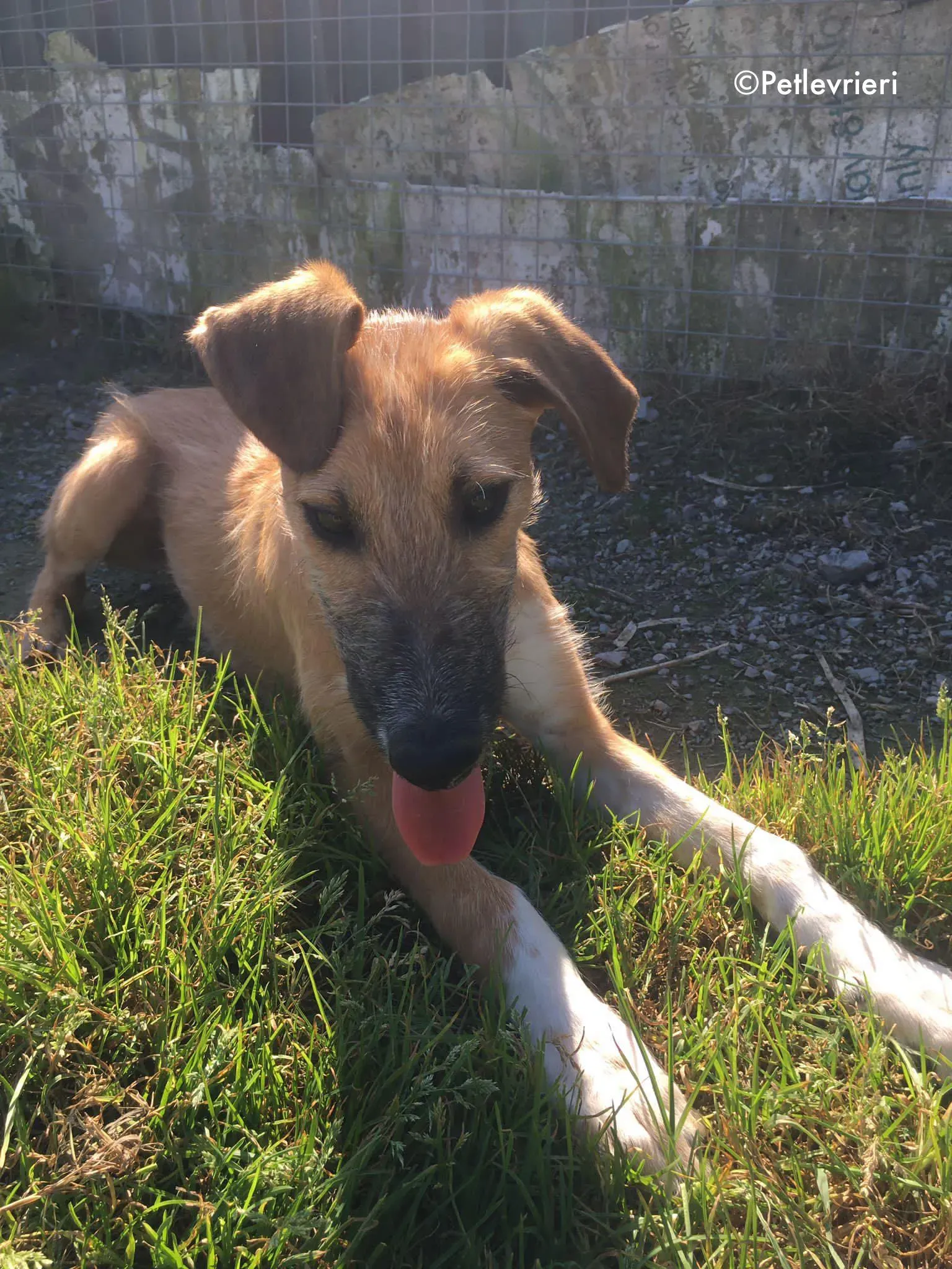 bob adozione levrieri greyhound lurcher 16