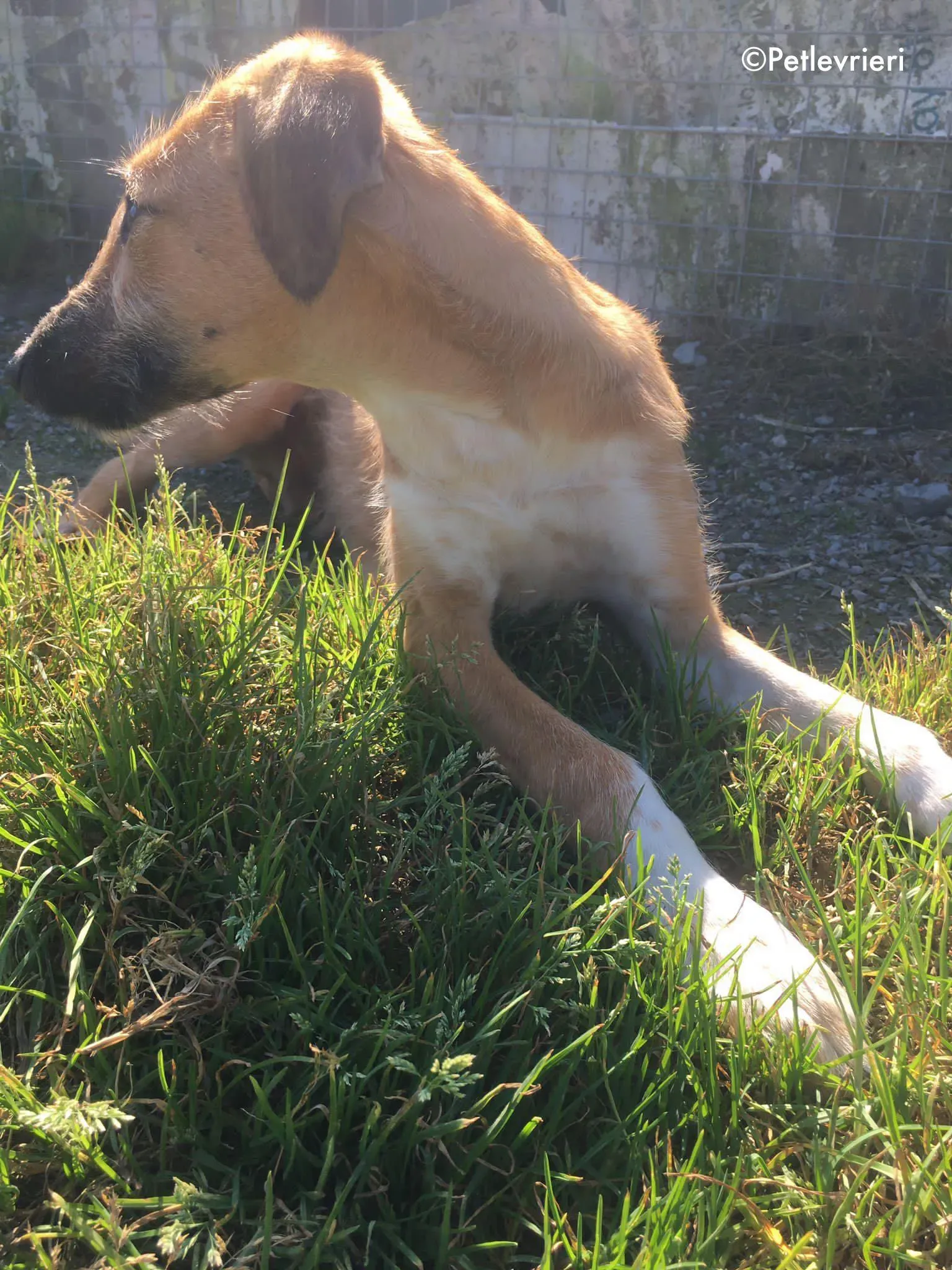 bob adozione levrieri greyhound lurcher 17
