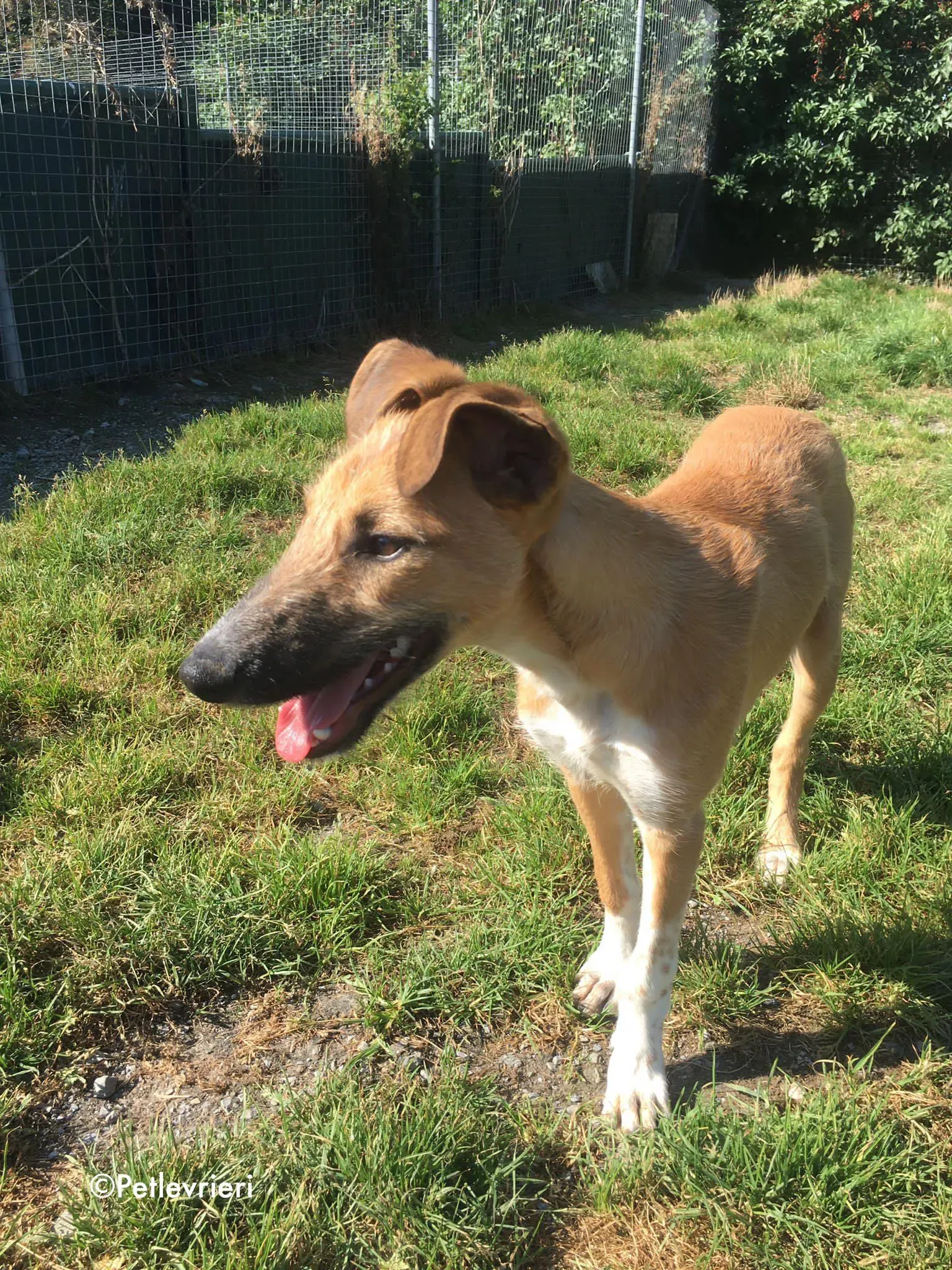 bob adozione levrieri greyhound lurcher 18