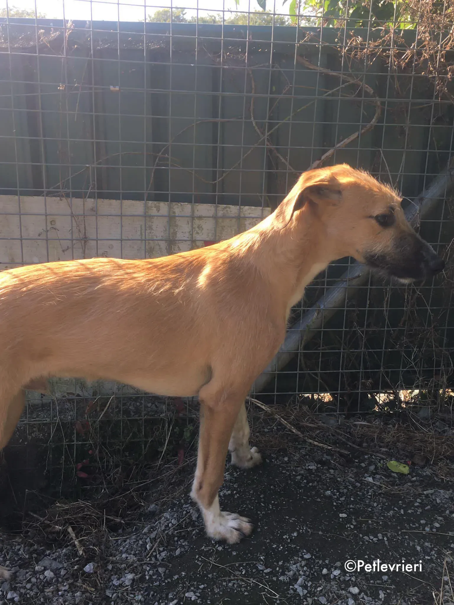 bob adozione levrieri greyhound lurcher 2