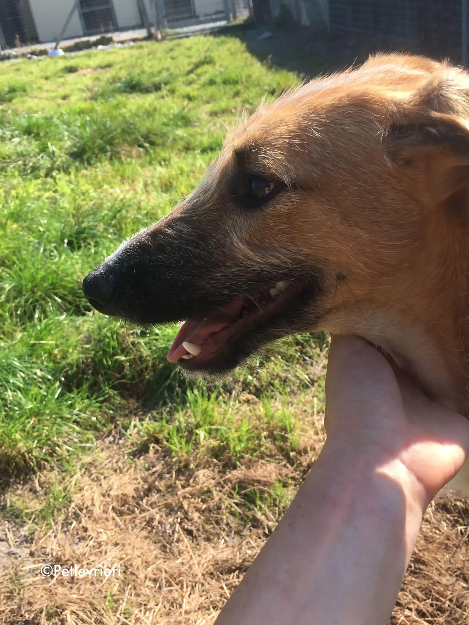 bob adozione levrieri greyhound lurcher 3