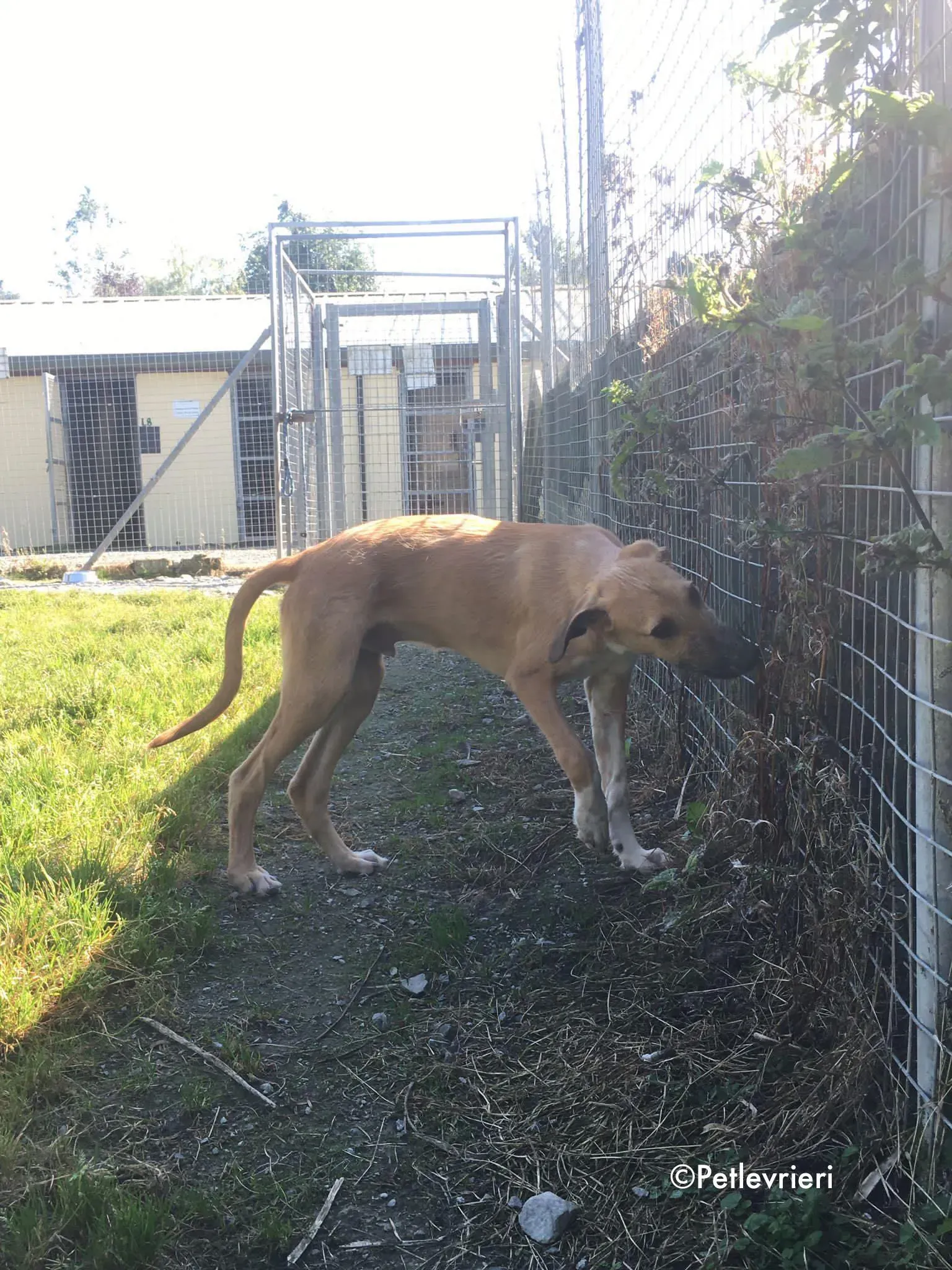 bob adozione levrieri greyhound lurcher 4
