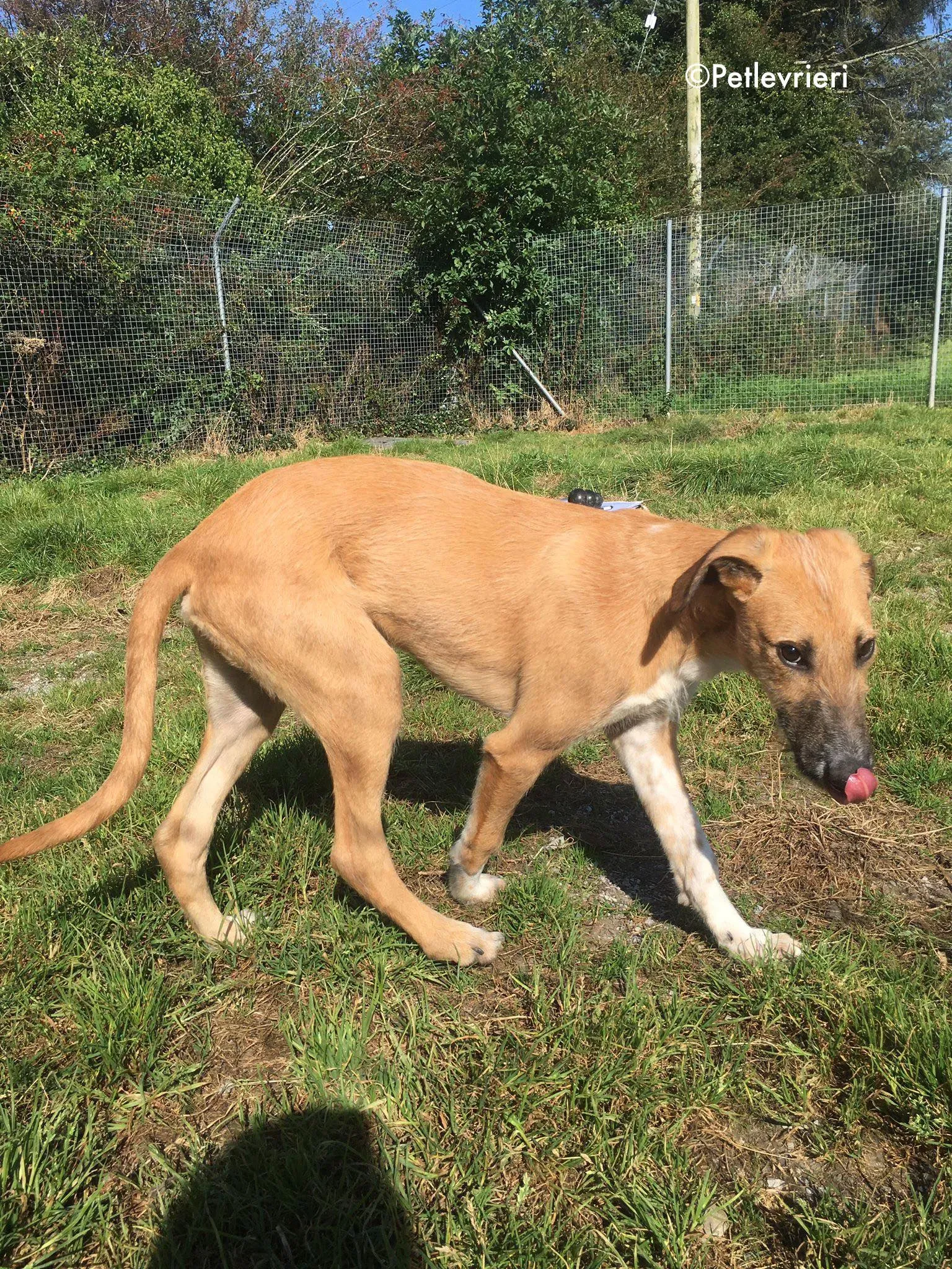 bob adozione levrieri greyhound lurcher 5