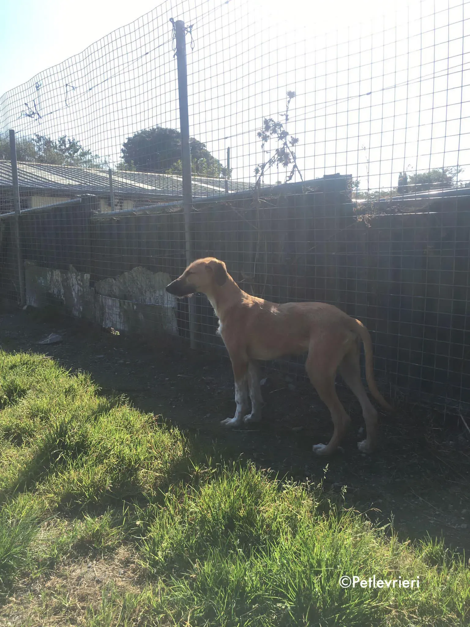 bob adozione levrieri greyhound lurcher 6