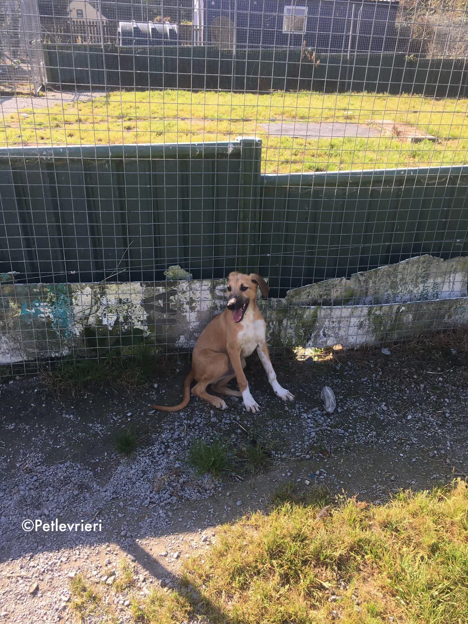 bob adozione levrieri greyhound lurcher 7