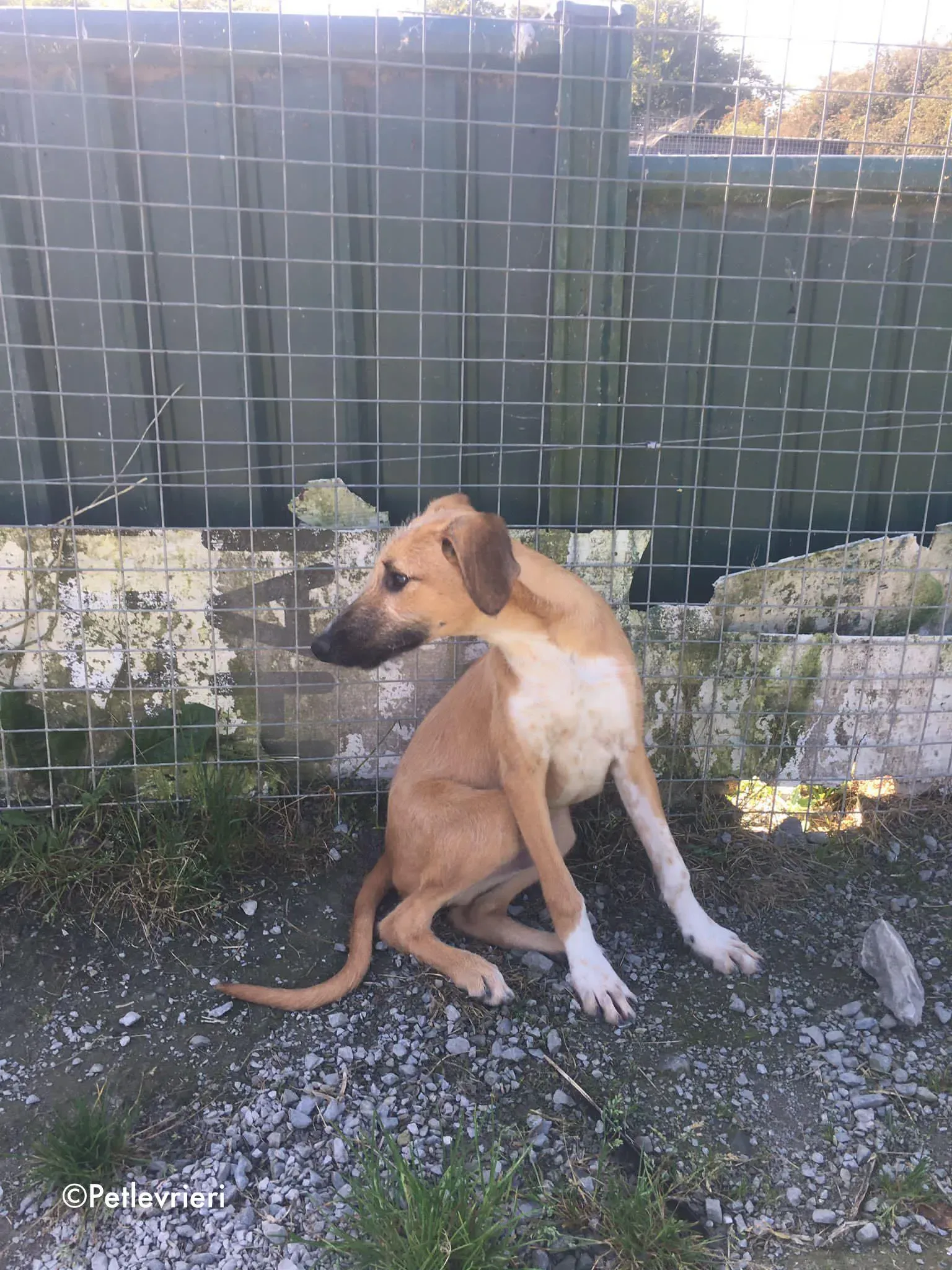 bob adozione levrieri greyhound lurcher 8