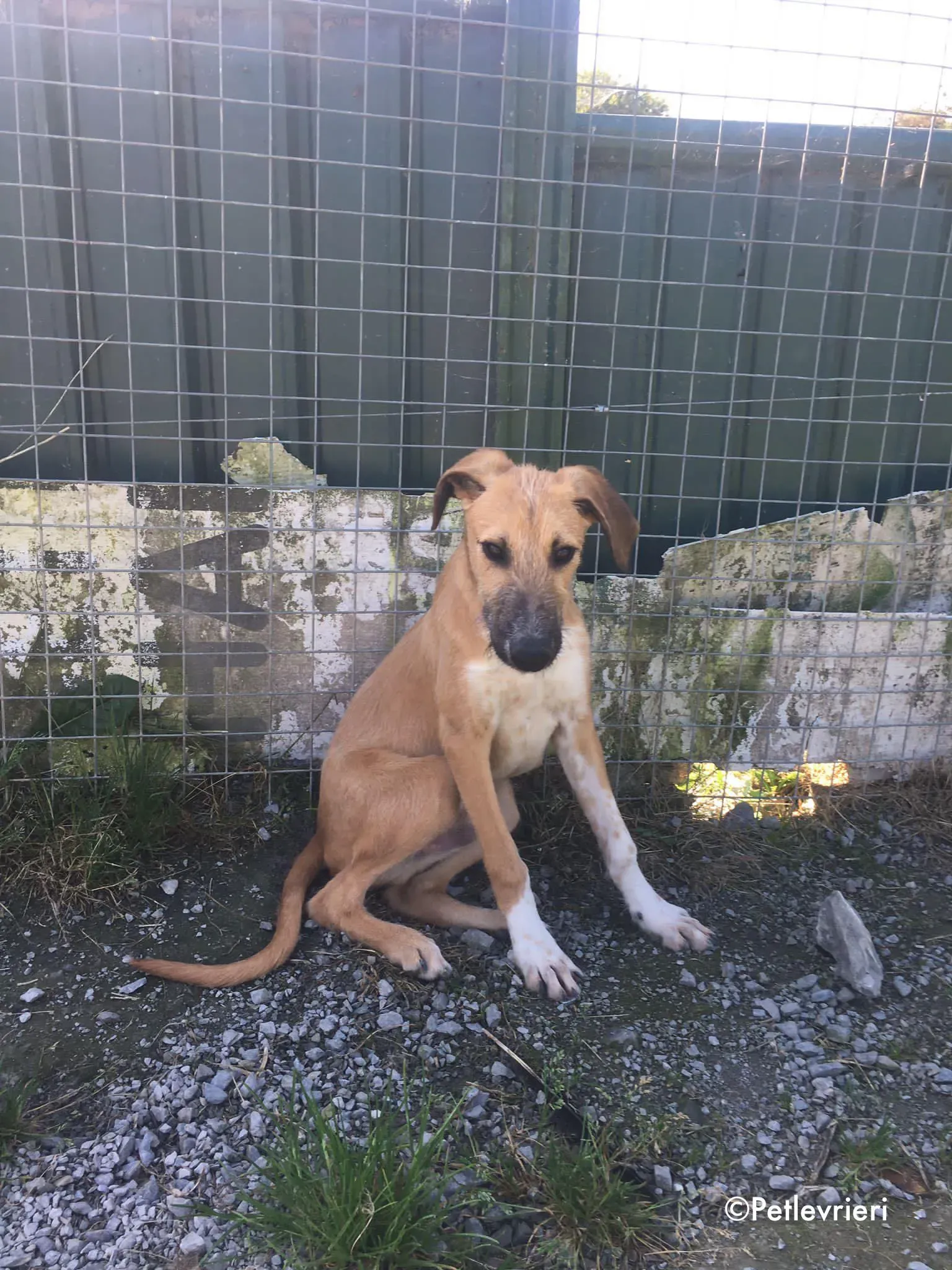 bob adozione levrieri greyhound lurcher 9