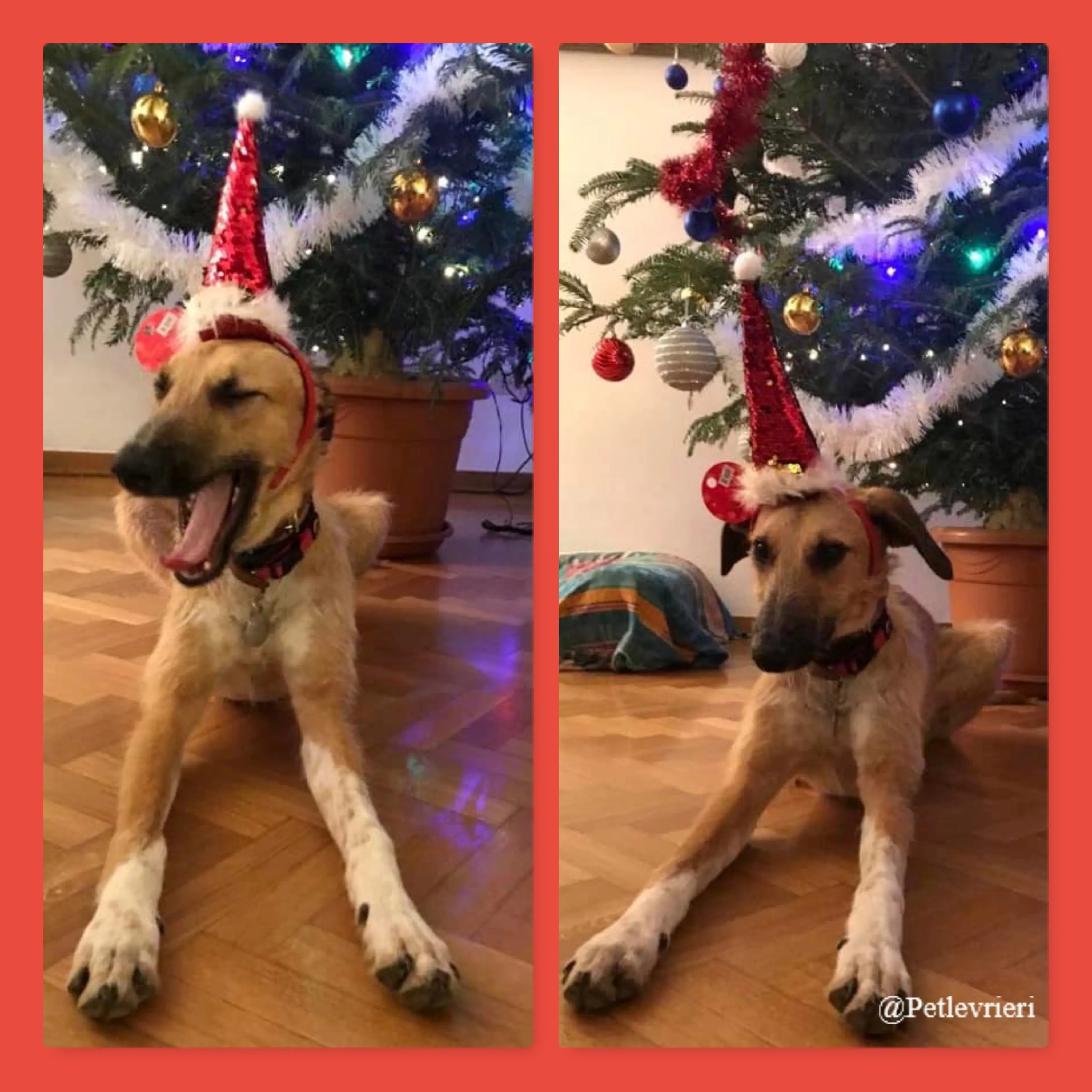 bob pet levrieri natale 2021