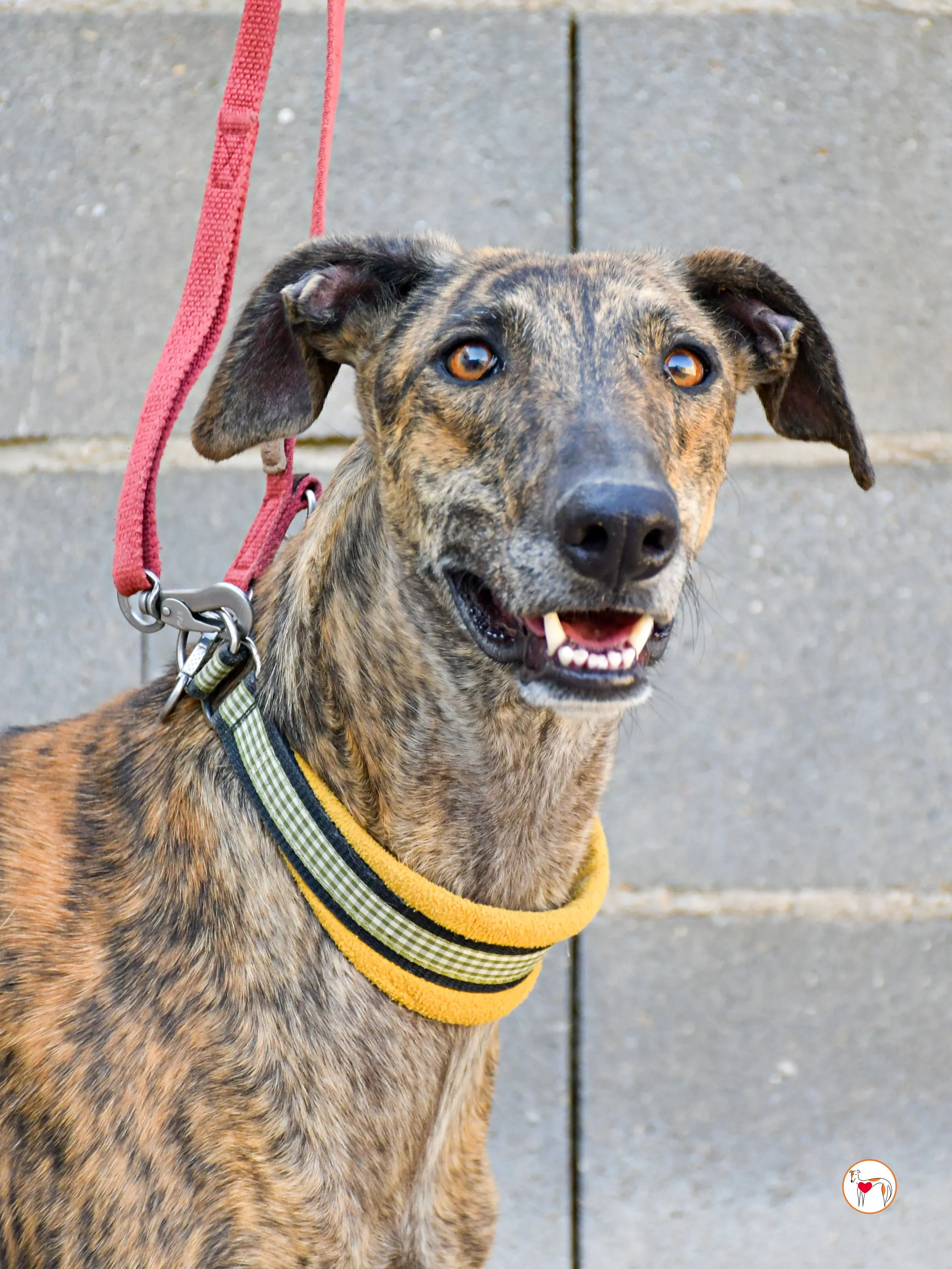 bob galgo adozione 01