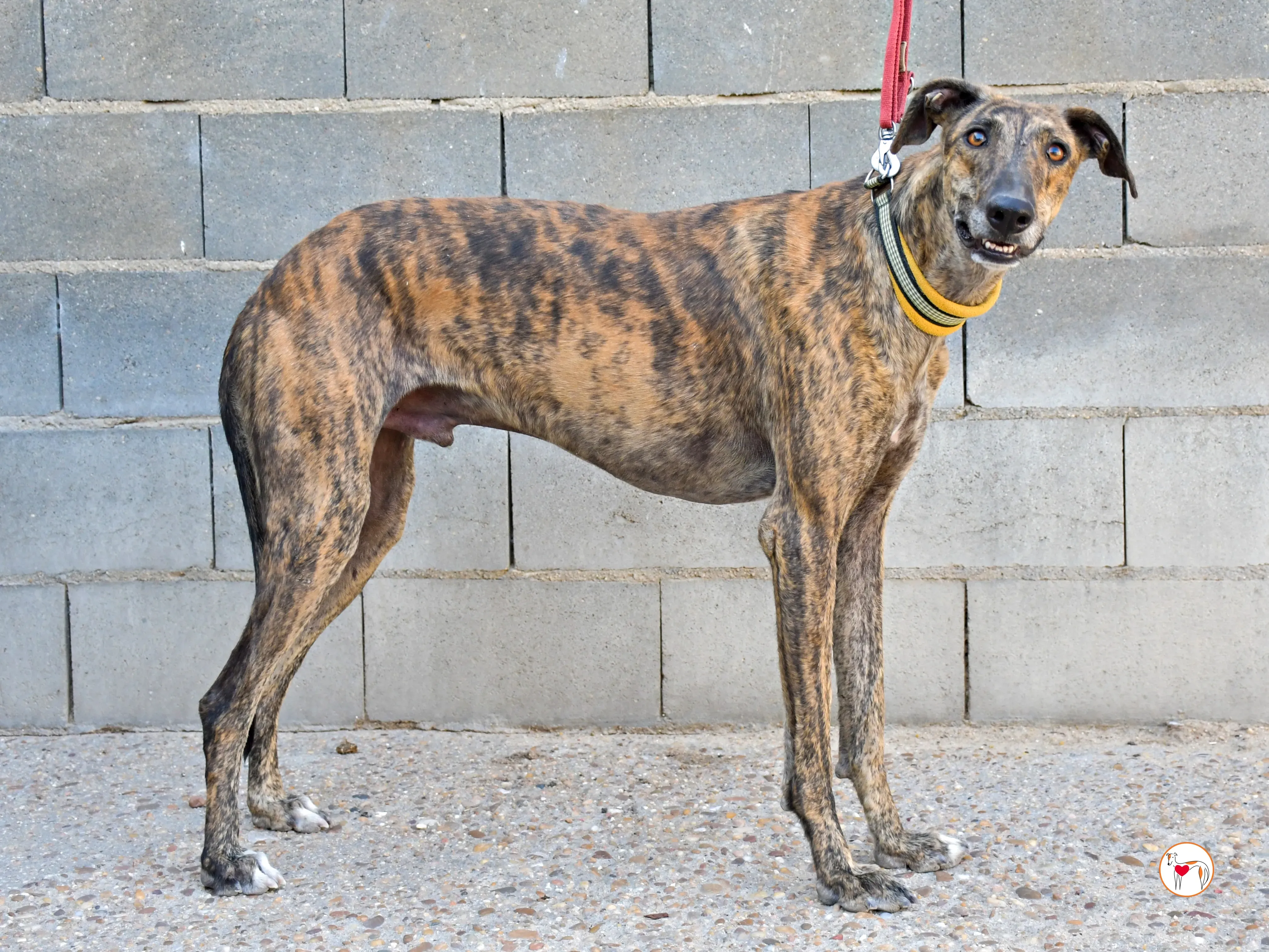 bob galgo adozione 02