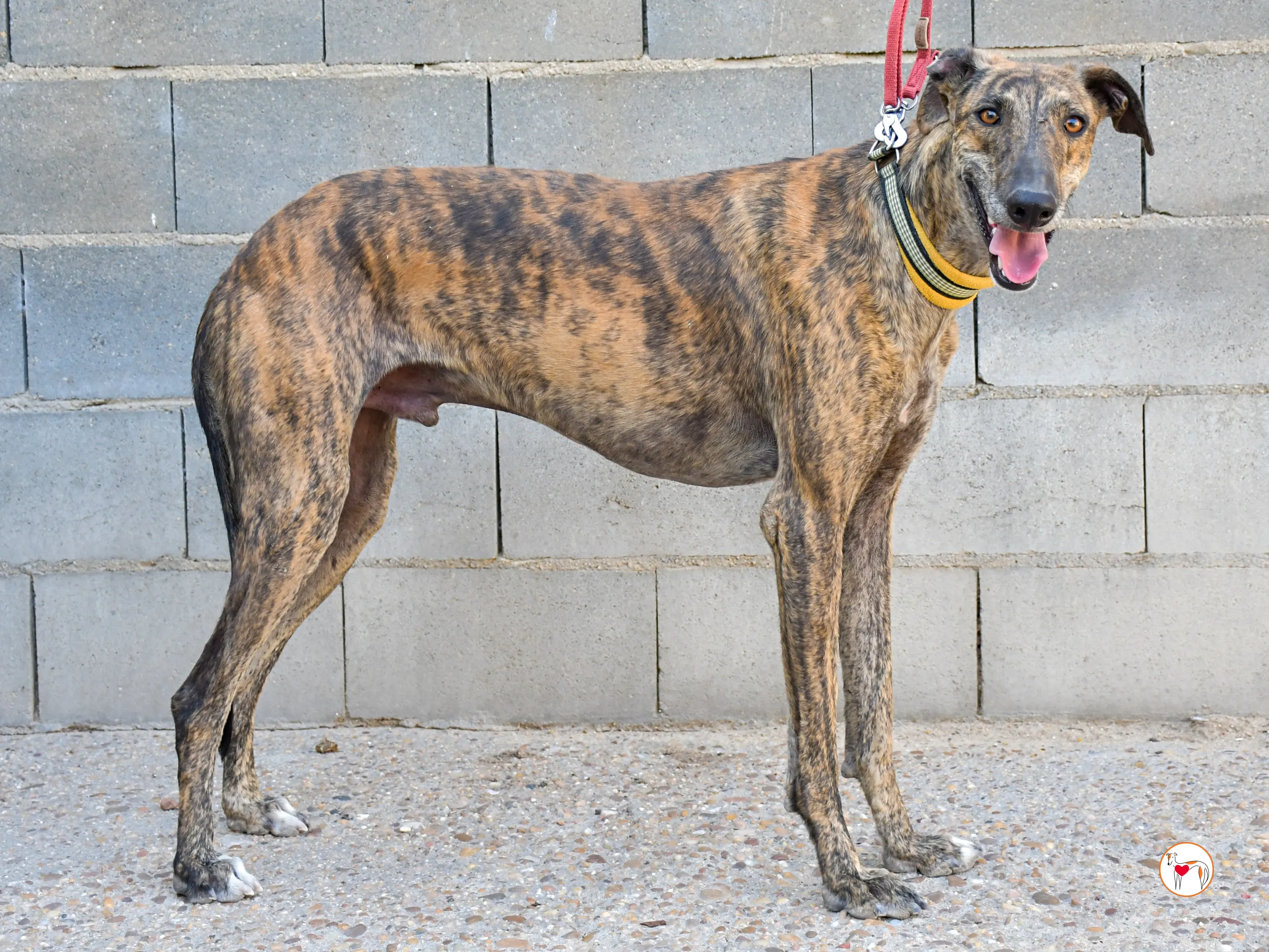 bob galgo adozione 04