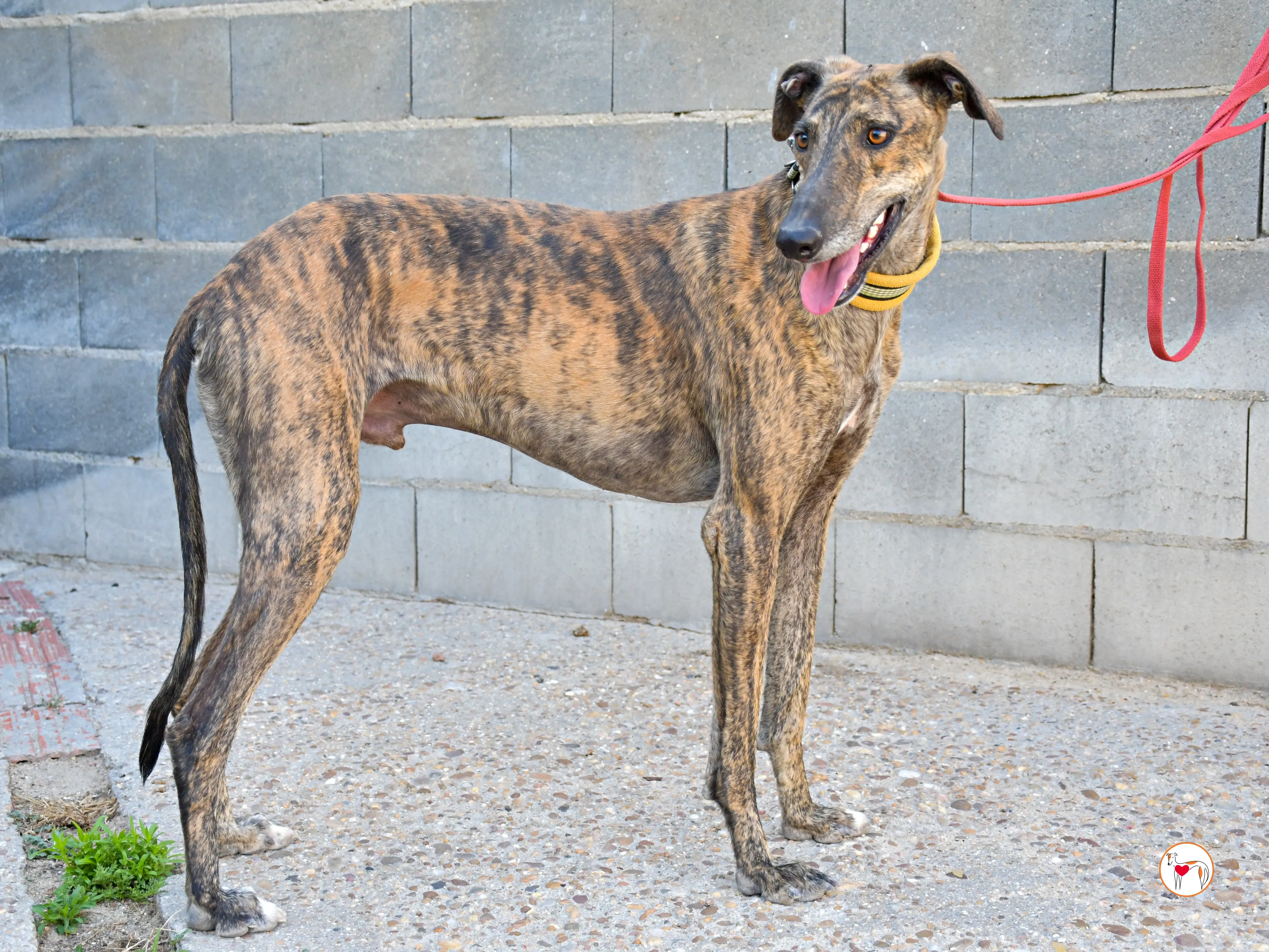 bob galgo adozione 05