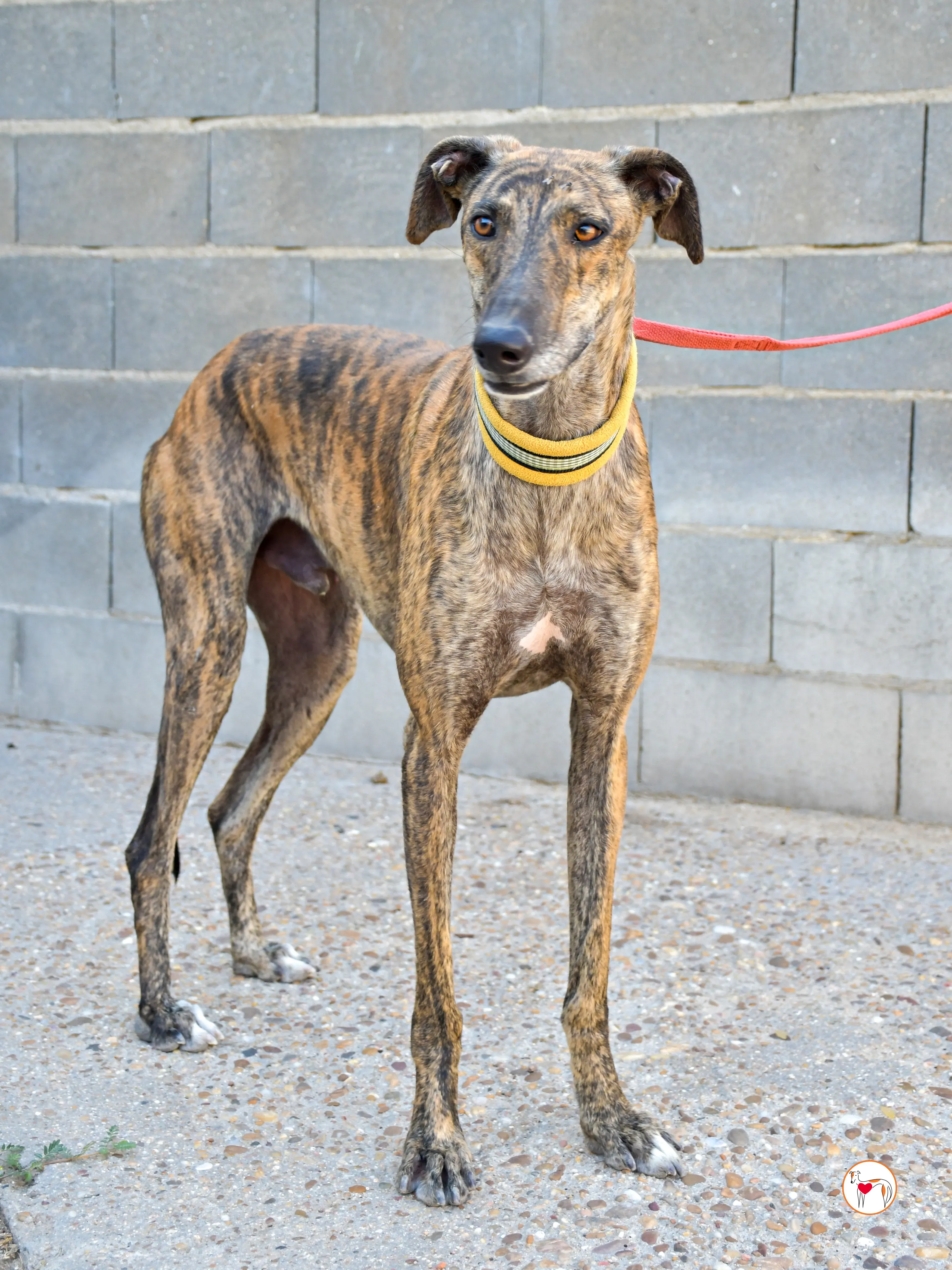 bob galgo adozione 06