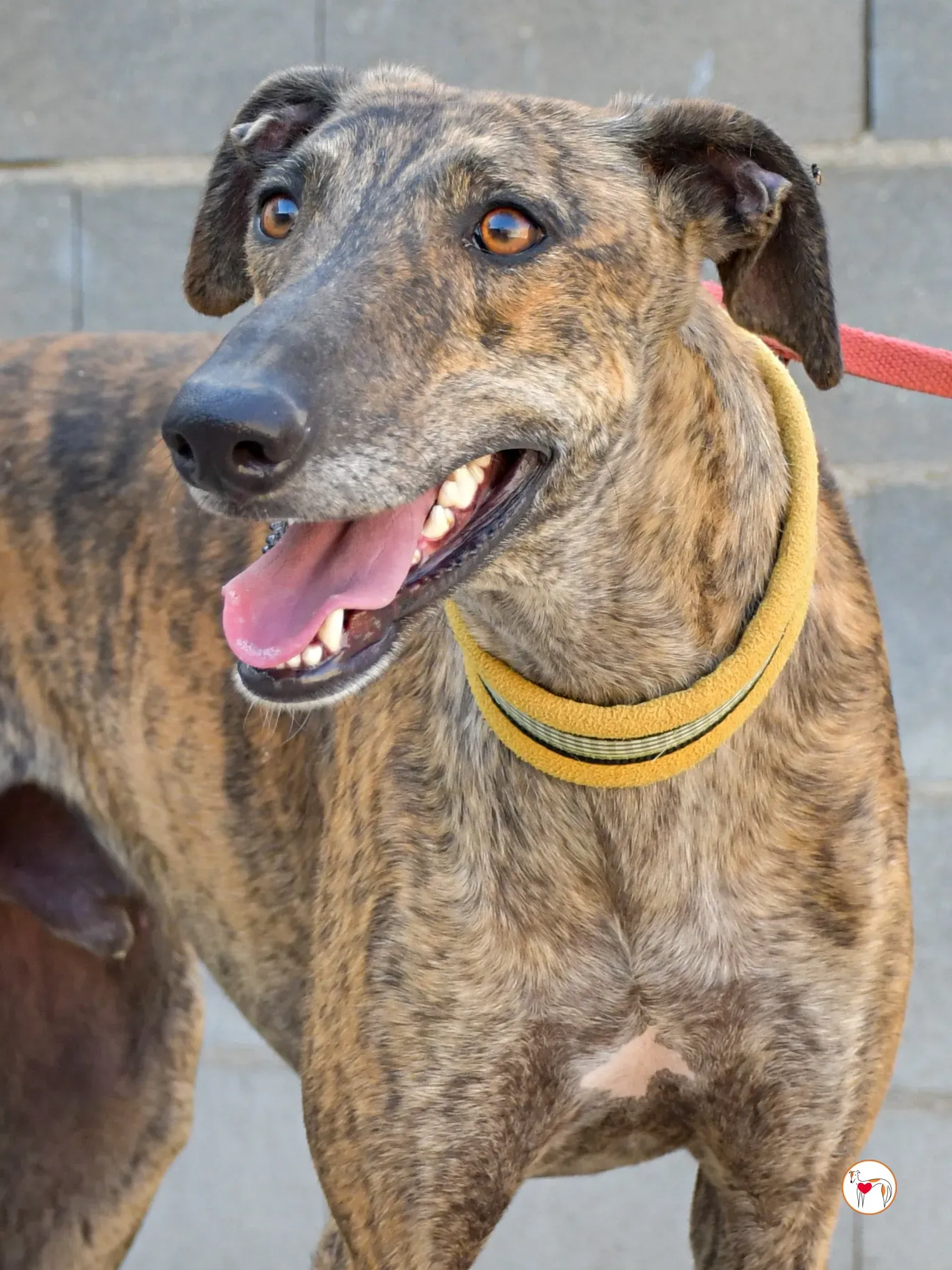 bob galgo adozione 07