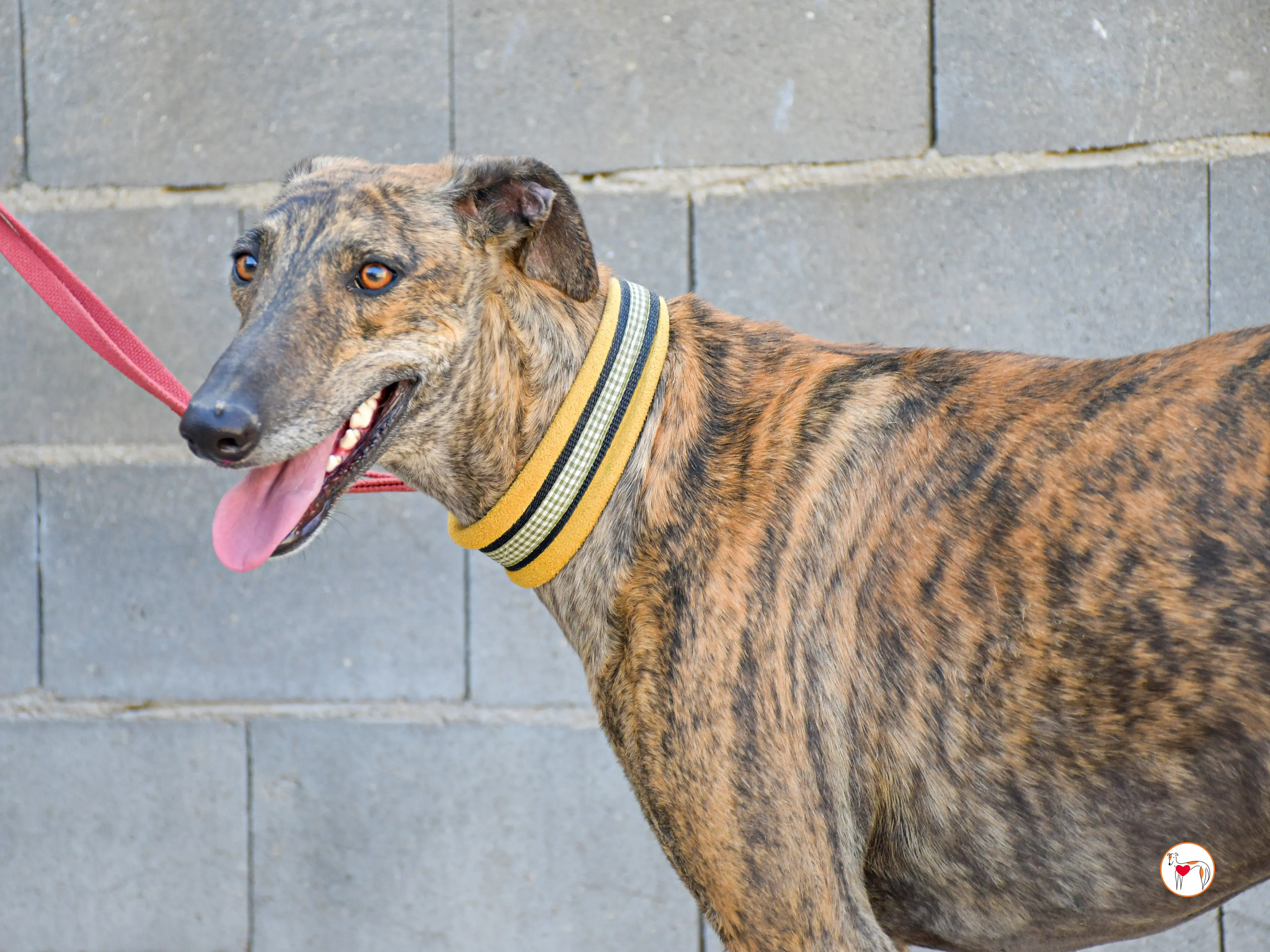 bob galgo adozione 08