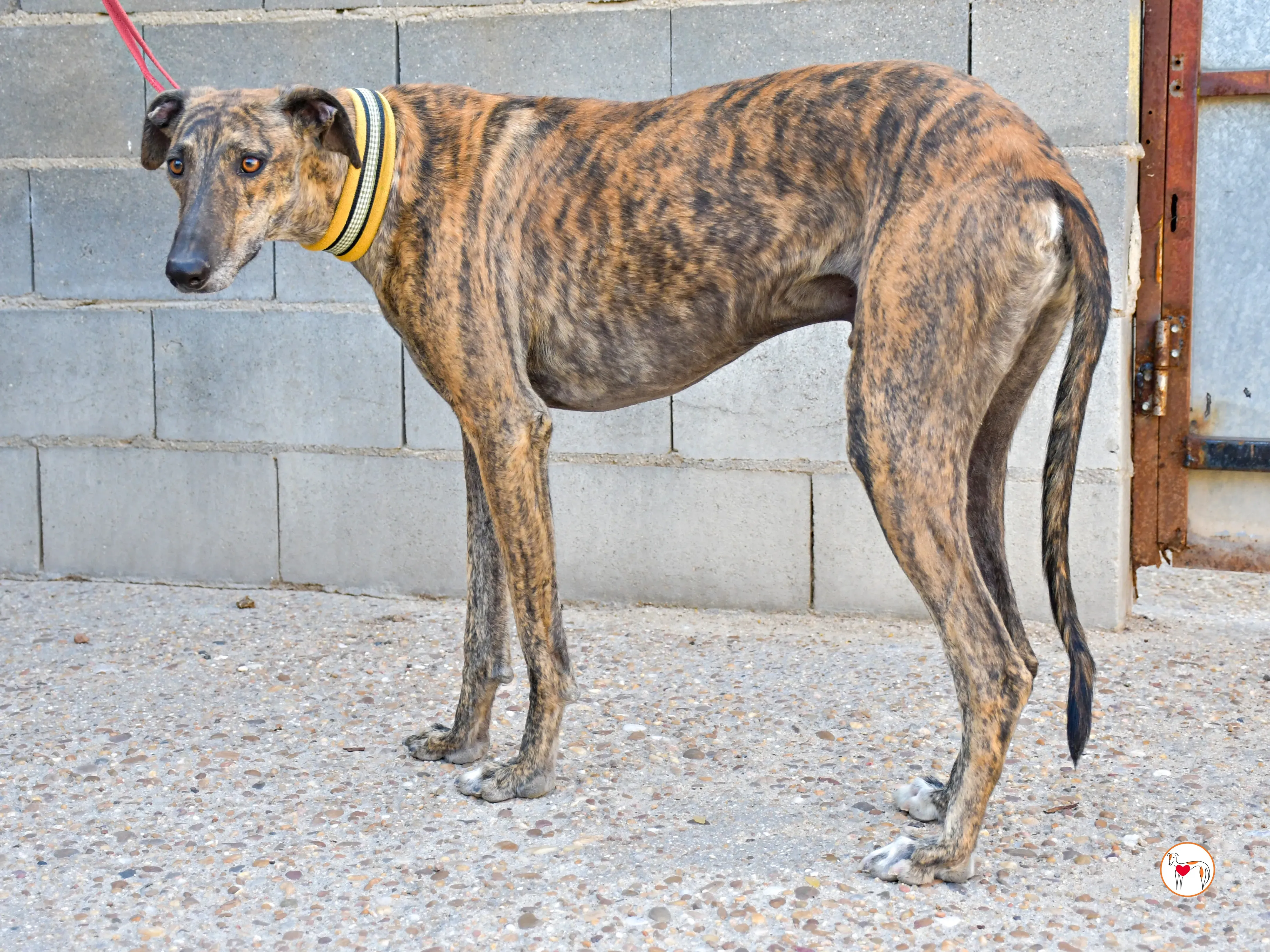 bob galgo adozione 09