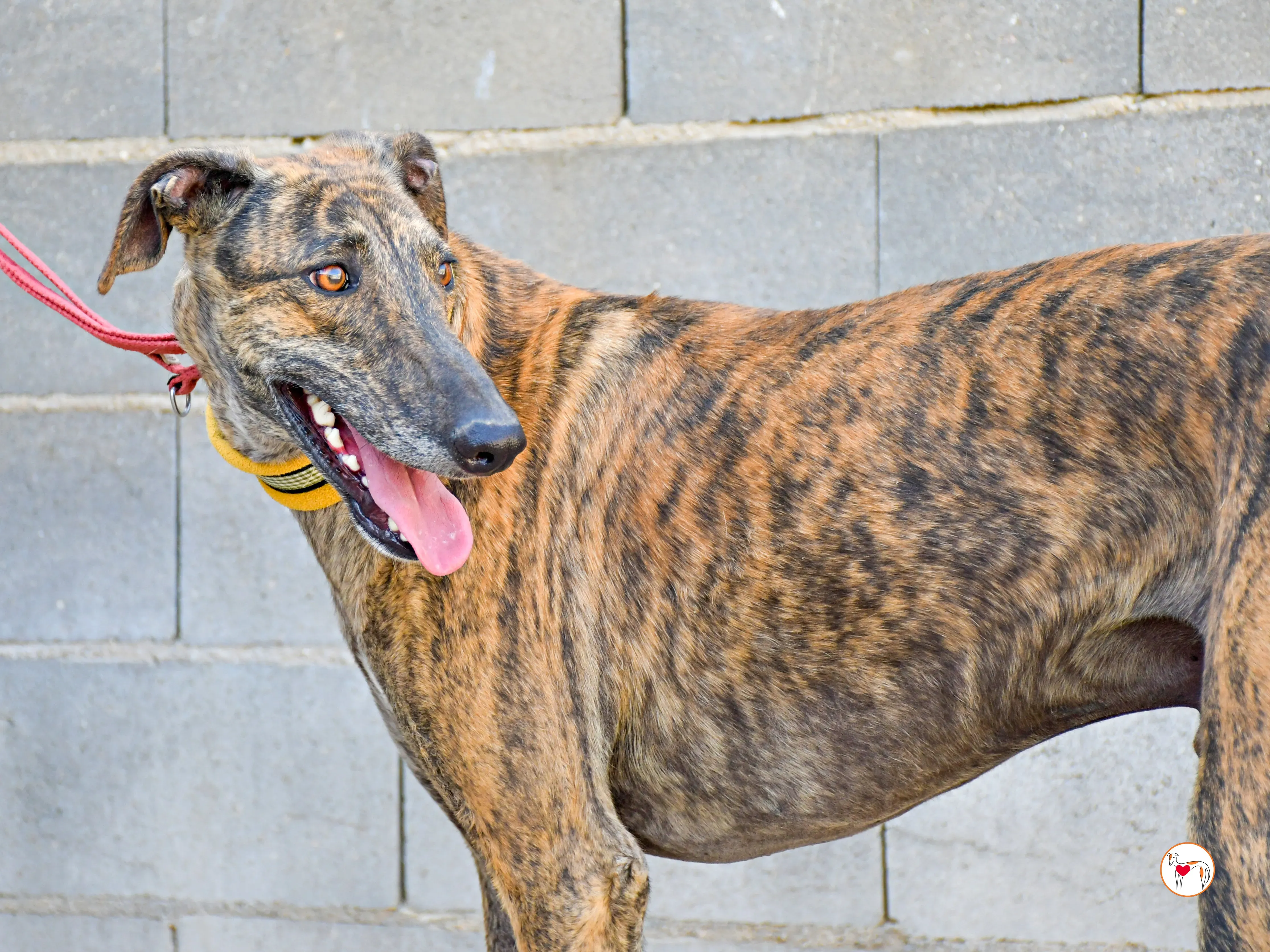 bob galgo adozione 10