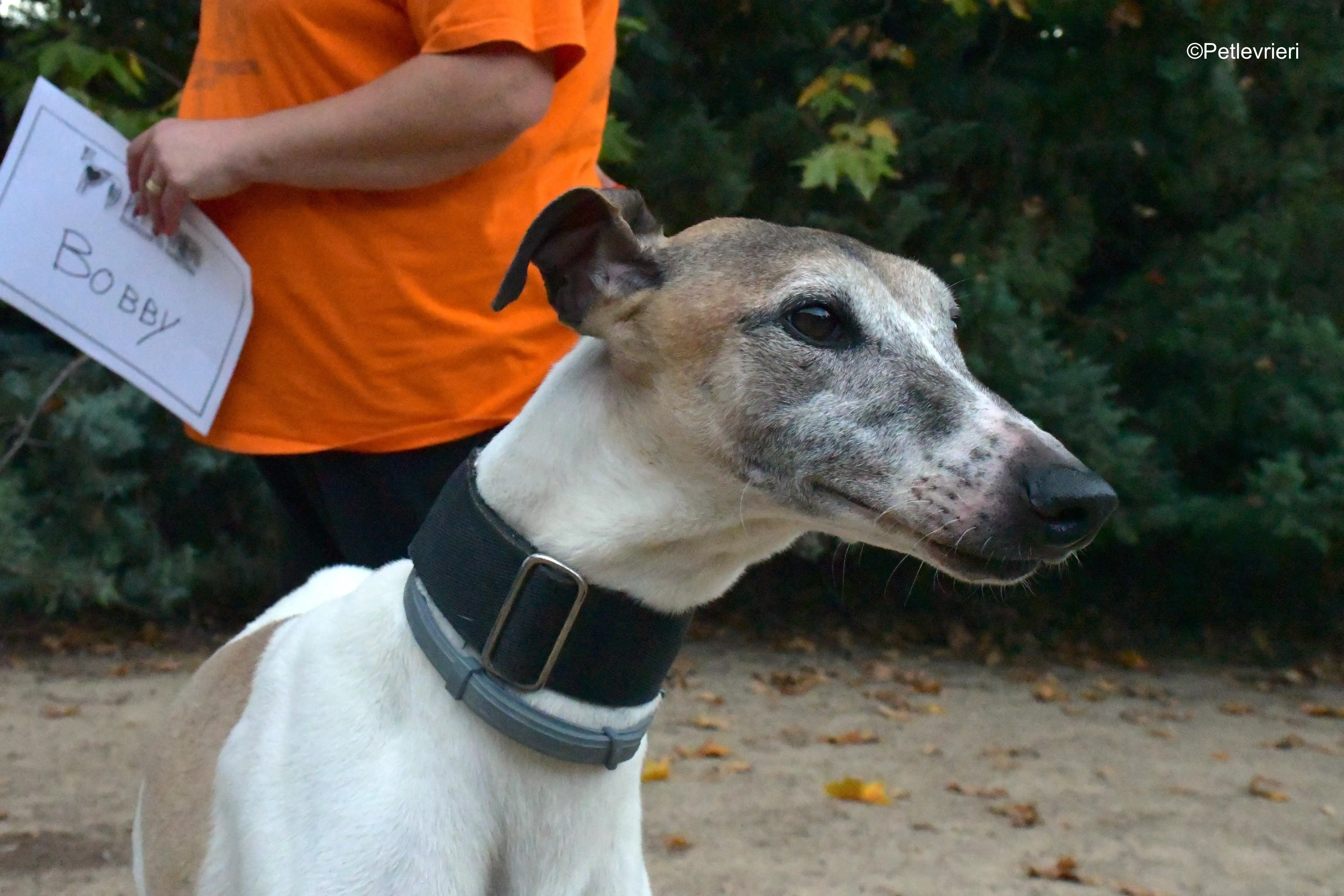 bobby adozione levrieri galgo 1