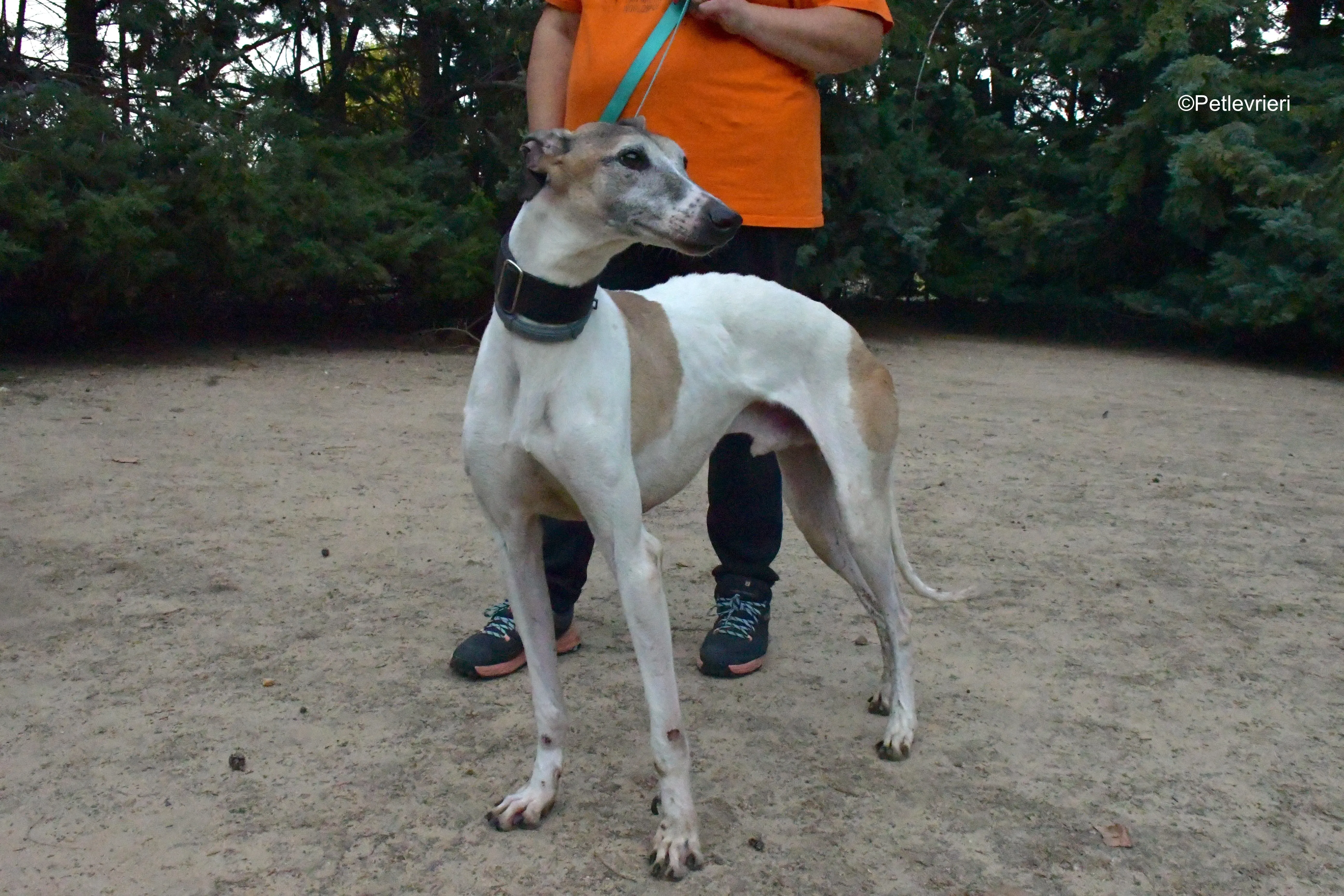 bobby adozione levrieri galgo 10