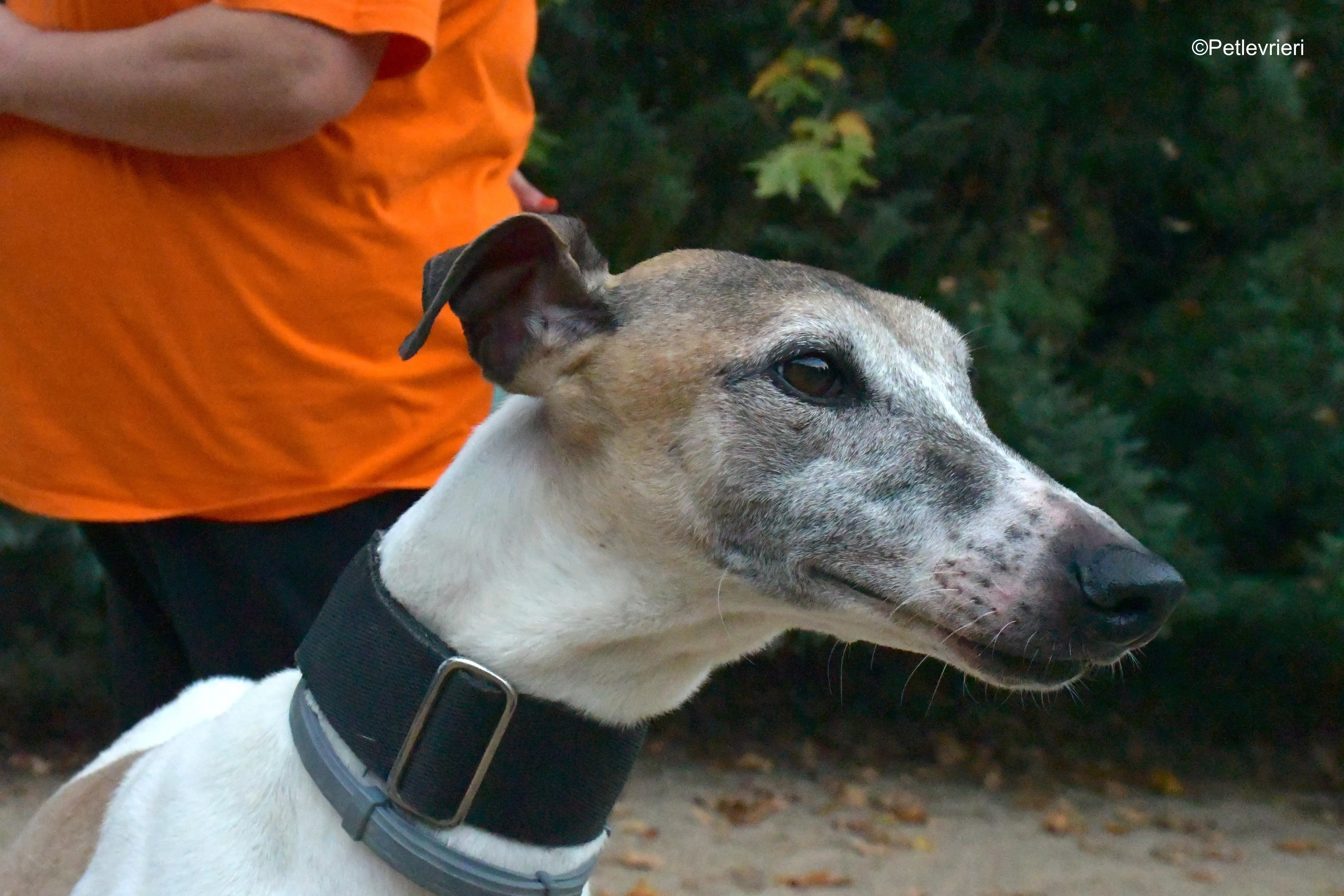 bobby adozione levrieri galgo 2