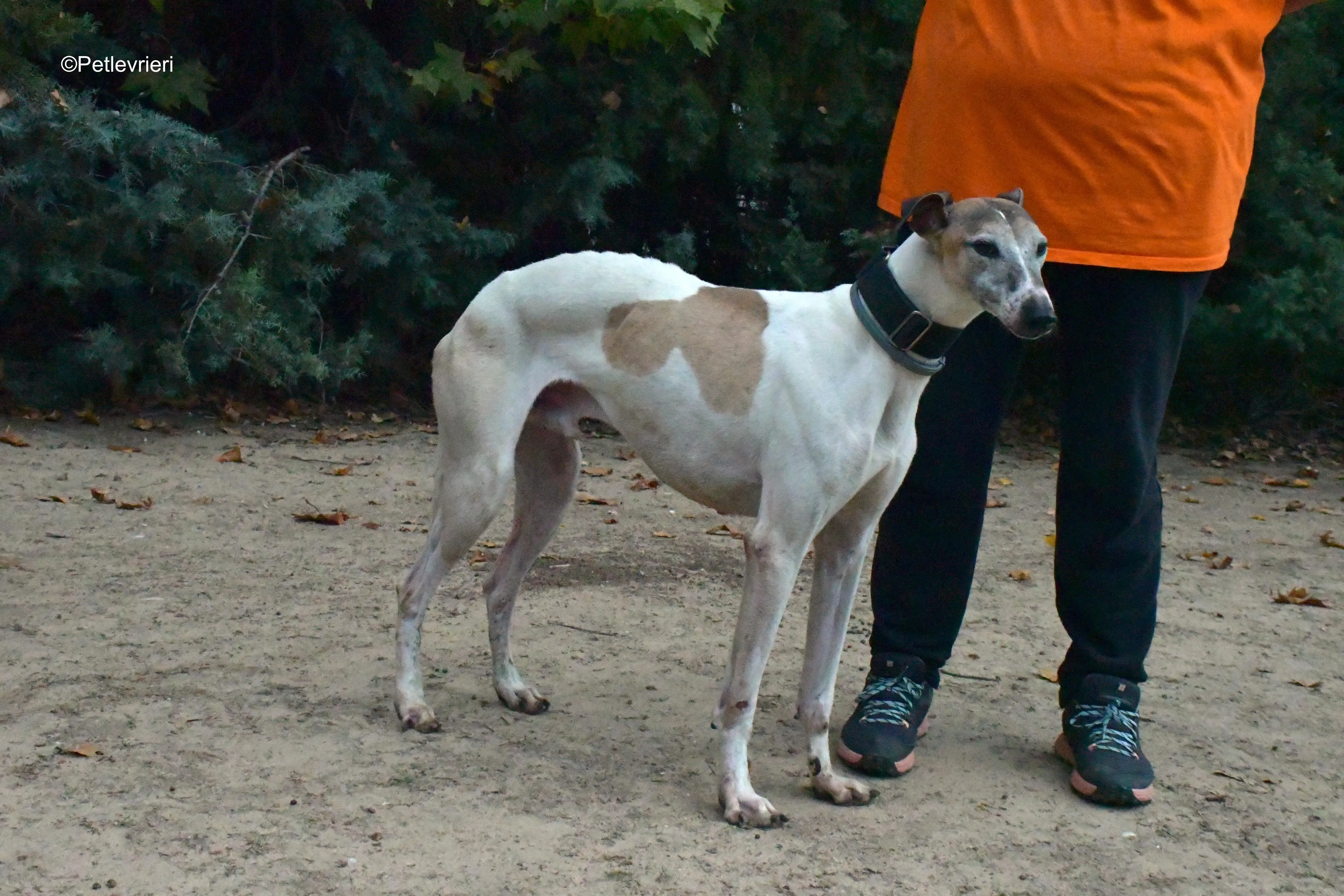 bobby adozione levrieri galgo 3