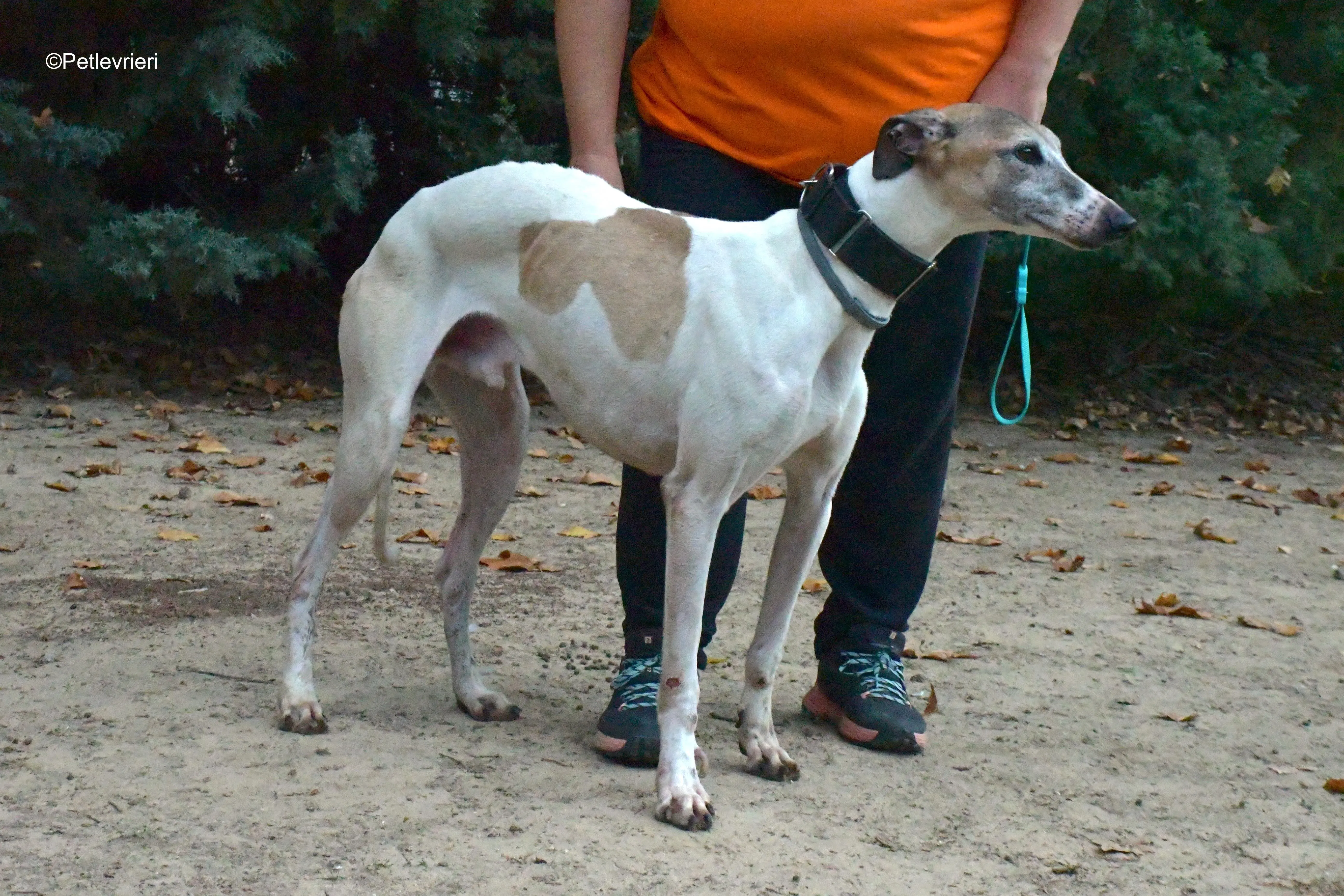 bobby adozione levrieri galgo 4