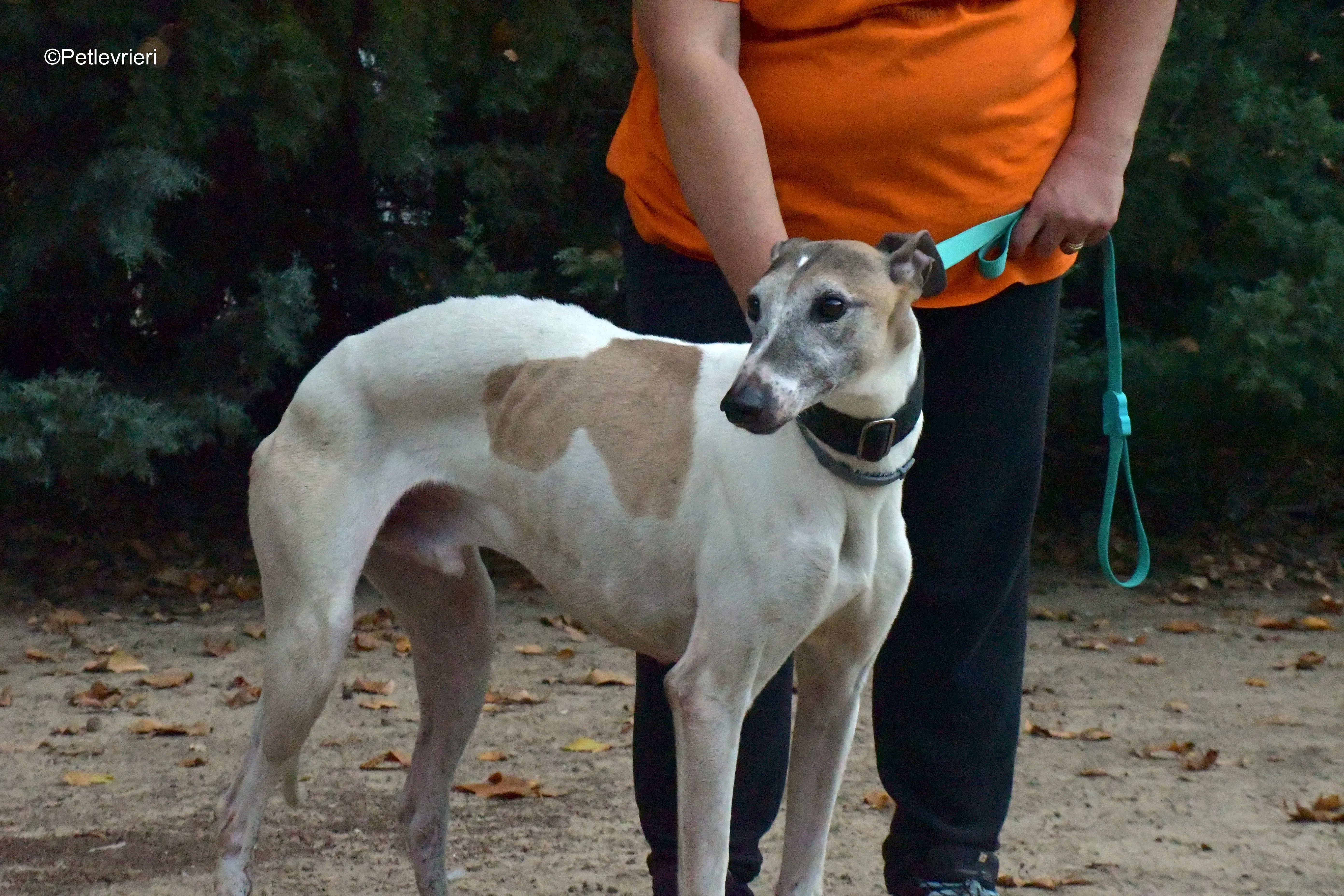 bobby adozione levrieri galgo 5