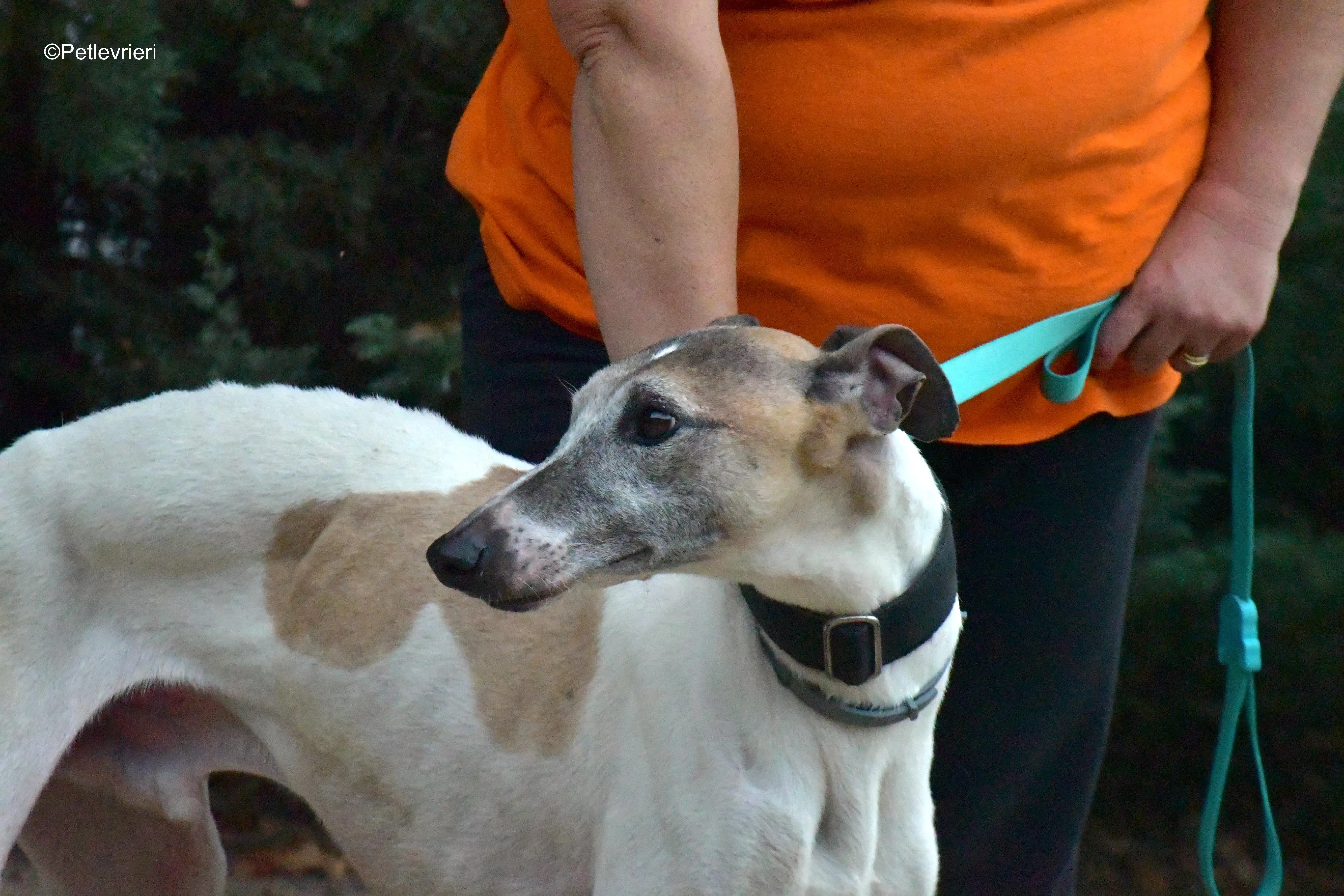 bobby adozione levrieri galgo 6