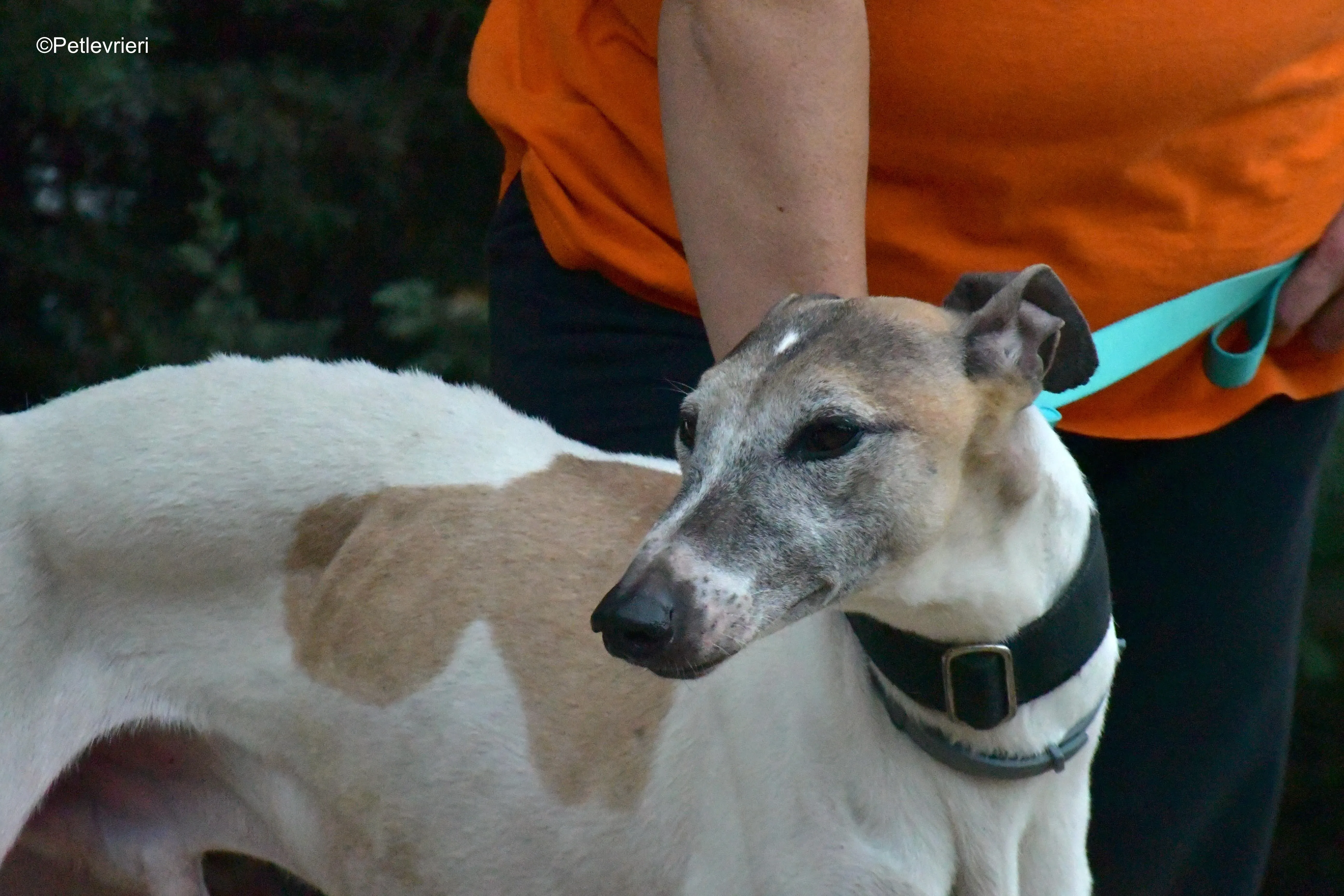 bobby adozione levrieri galgo 7