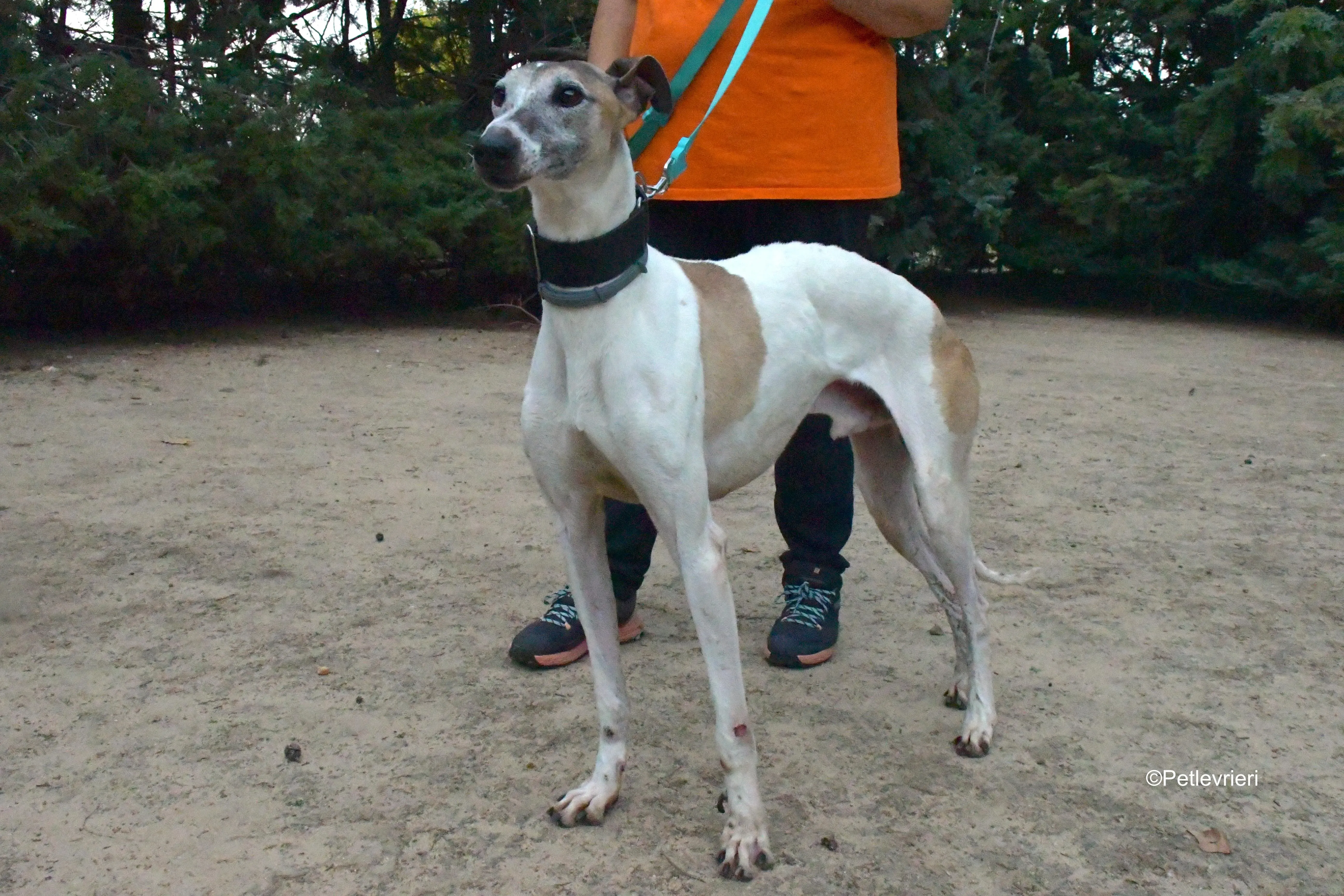 bobby adozione levrieri galgo 8